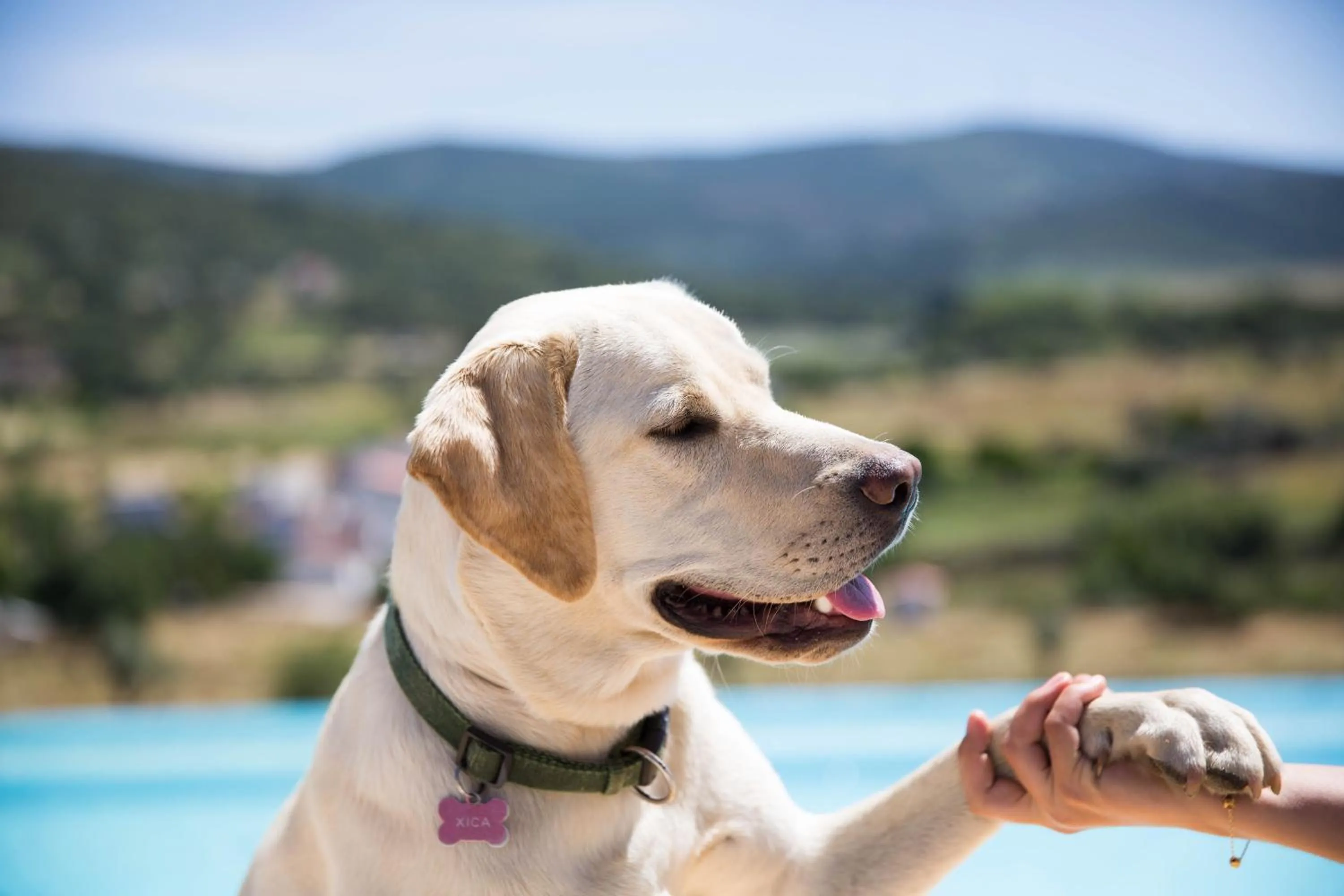 Pets in Cabecas do Reguengo
