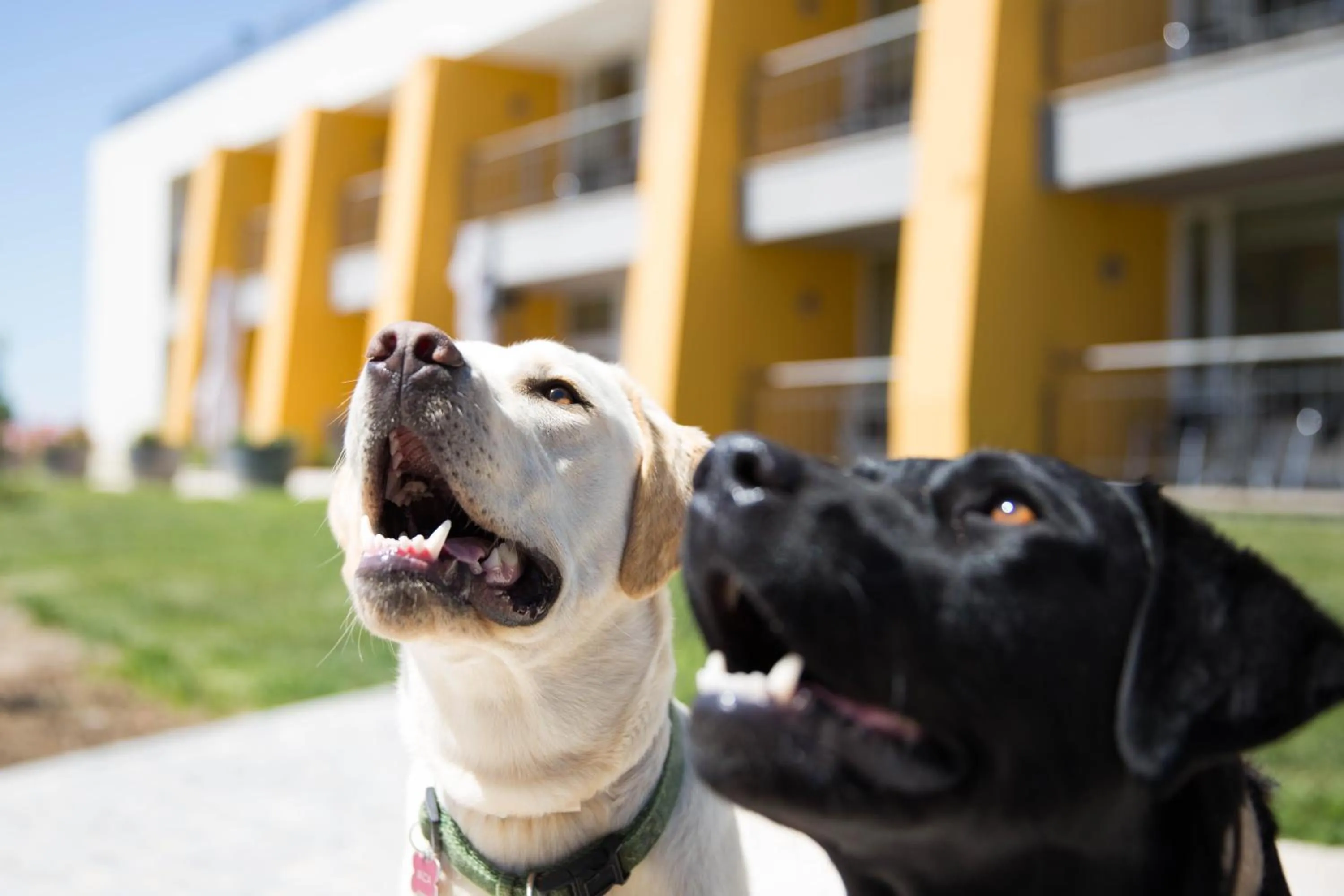 Pets in Cabecas do Reguengo