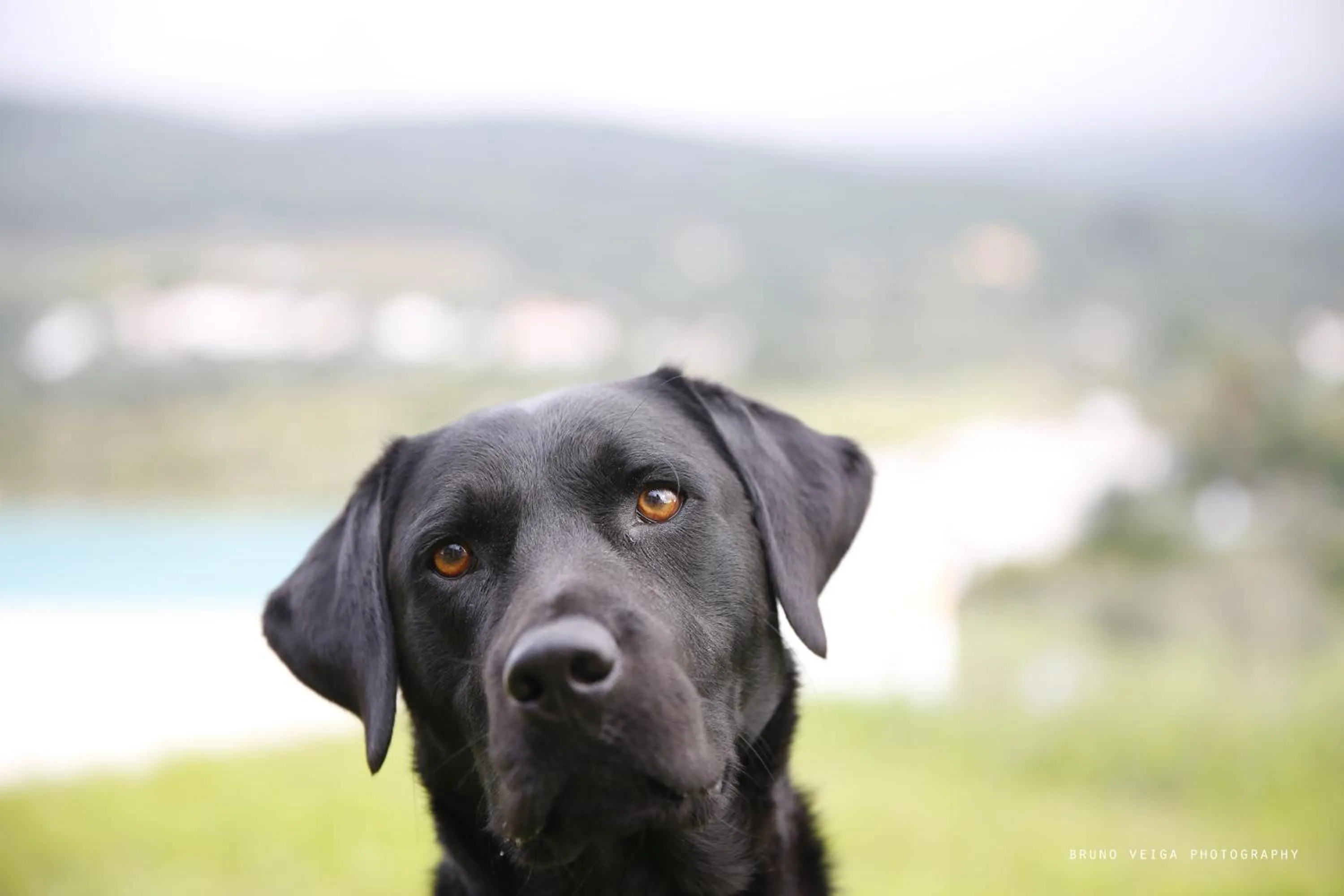 Pets in Cabecas do Reguengo