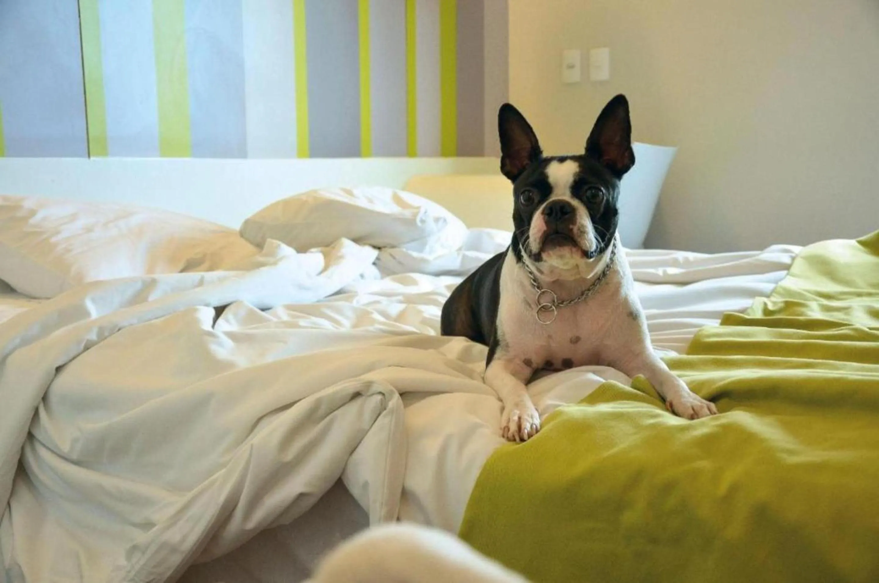 Pets, Bed in DMax Hotel