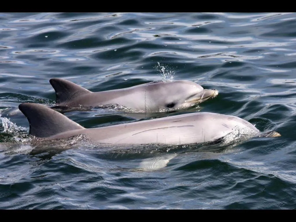 Animals in Port Adelaide Backpackers