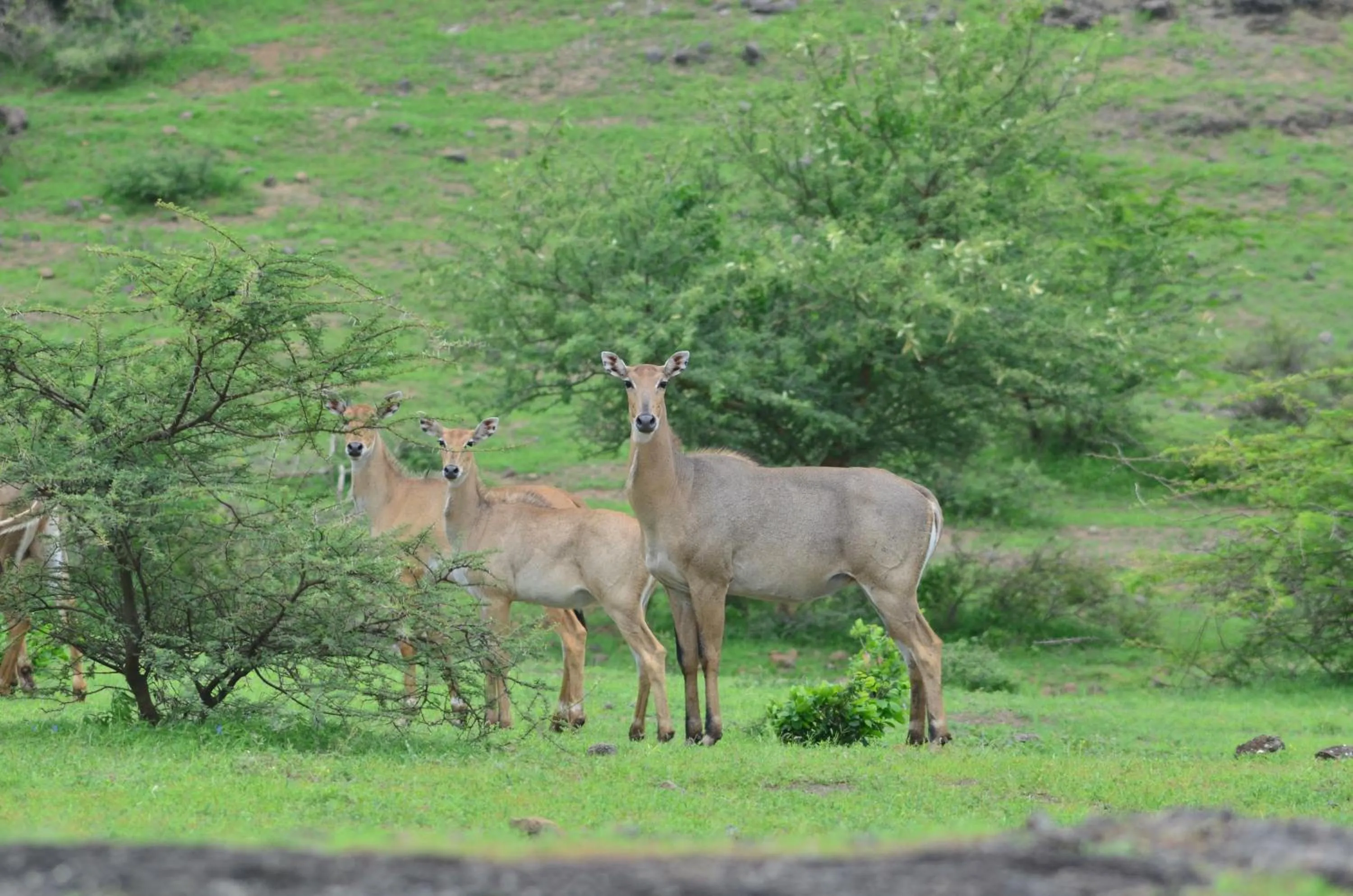 Animals in The Gaj Kesri Gir - Best Wildlife Resort in Gir
