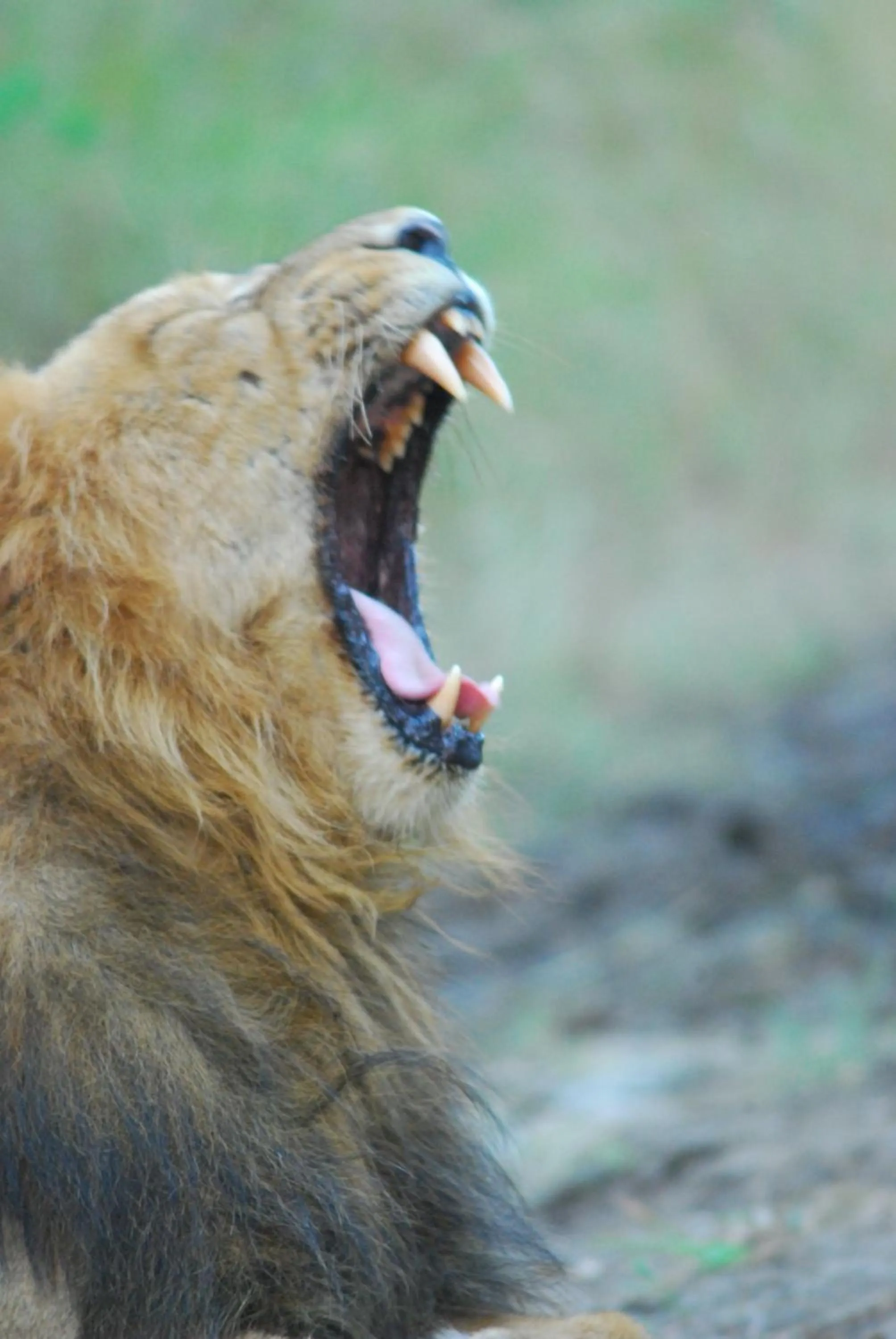 Animals in The Gaj Kesri Gir - Best Wildlife Resort in Gir