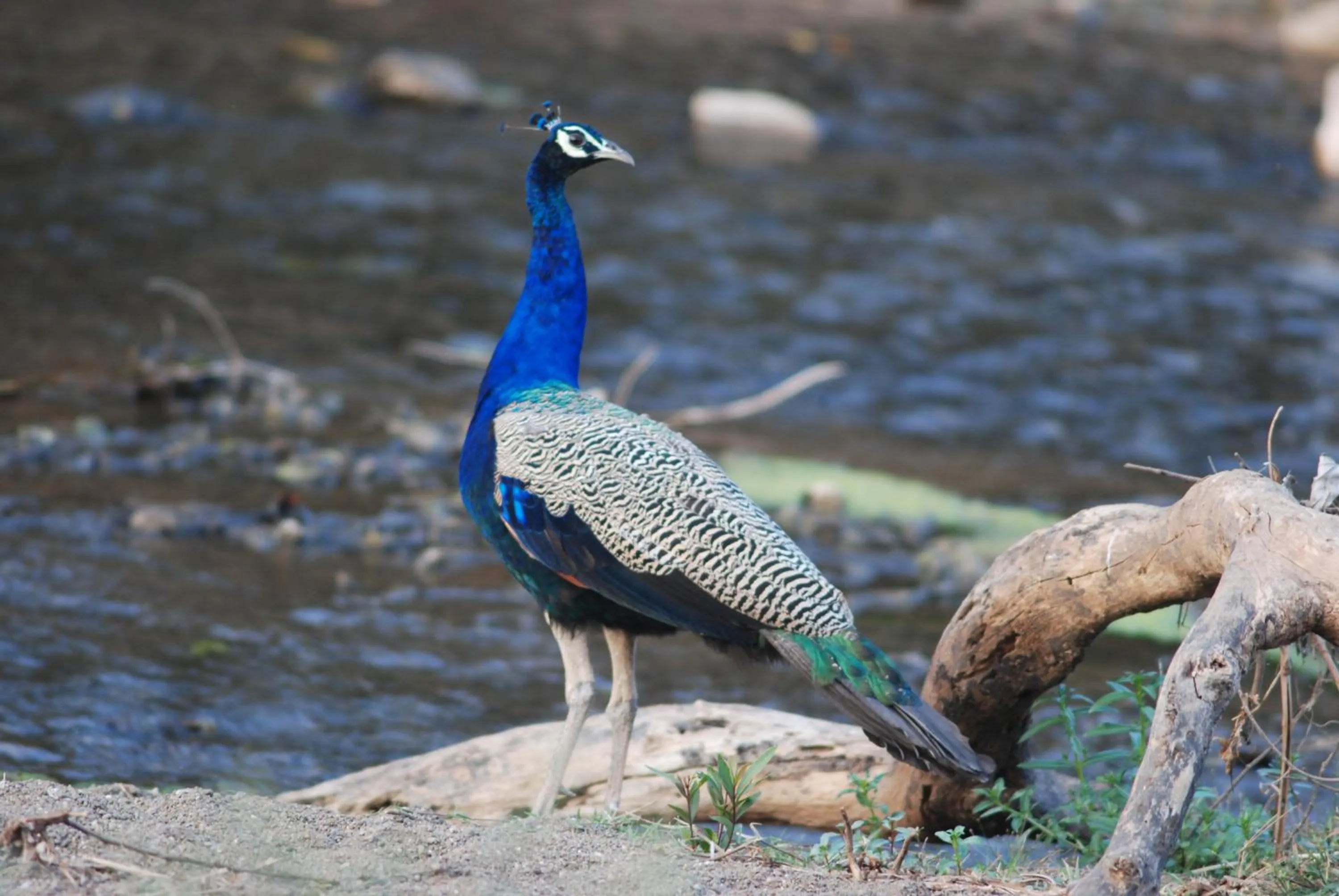 Animals in The Gaj Kesri Gir - Best Wildlife Resort in Gir