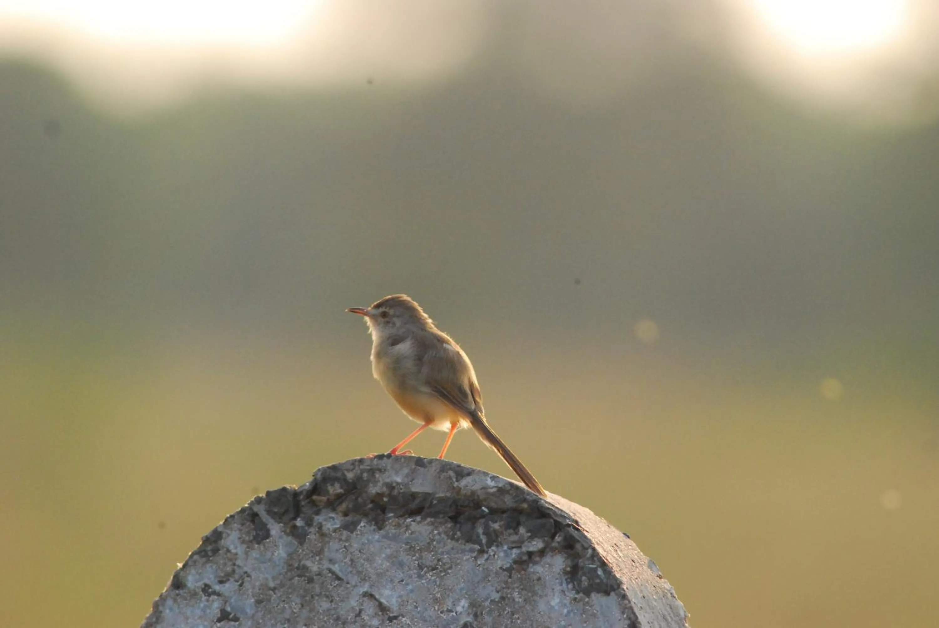 Animals in The Gaj Kesri Gir - Best Wildlife Resort in Gir