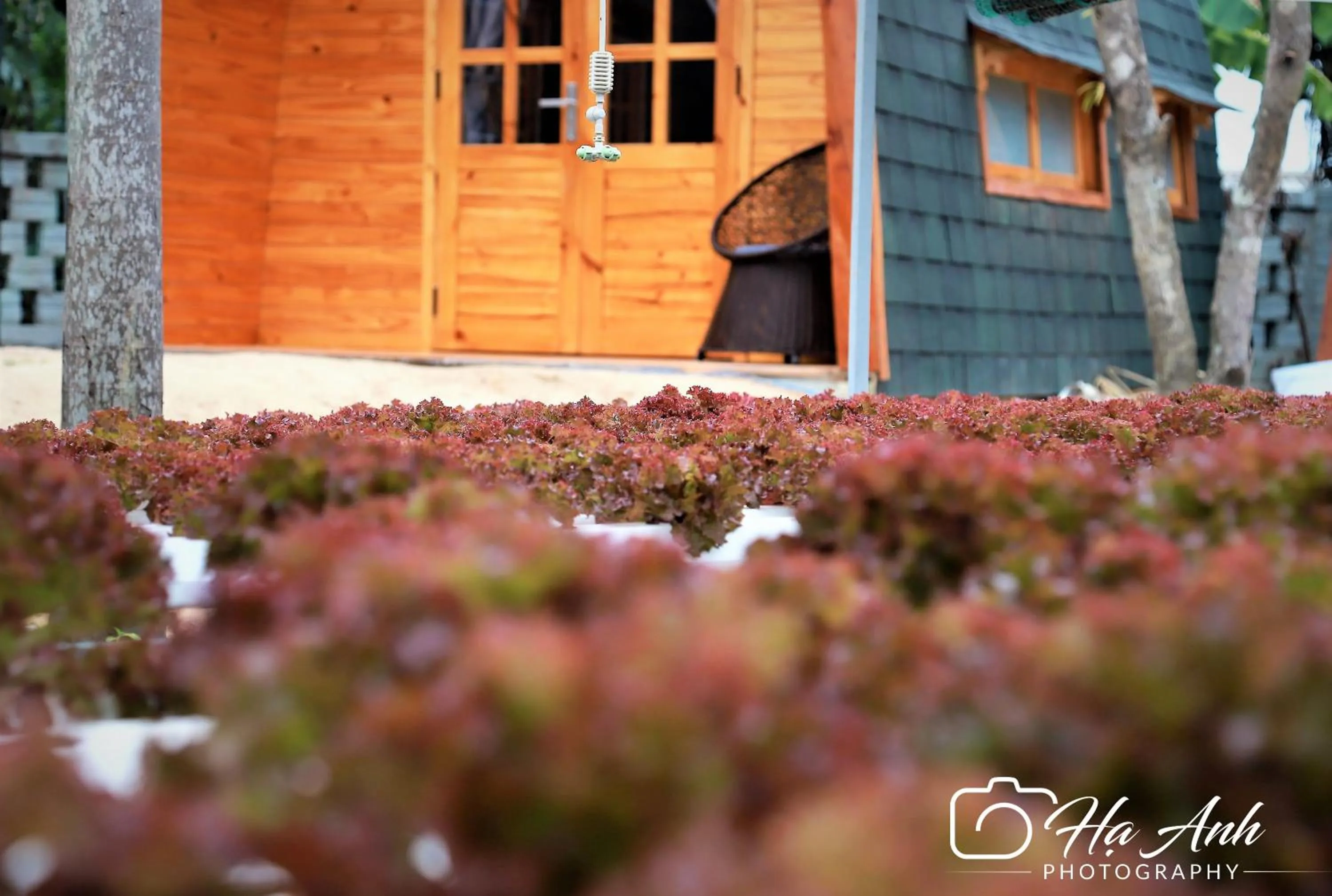 Garden in Hoi An Coco Farm