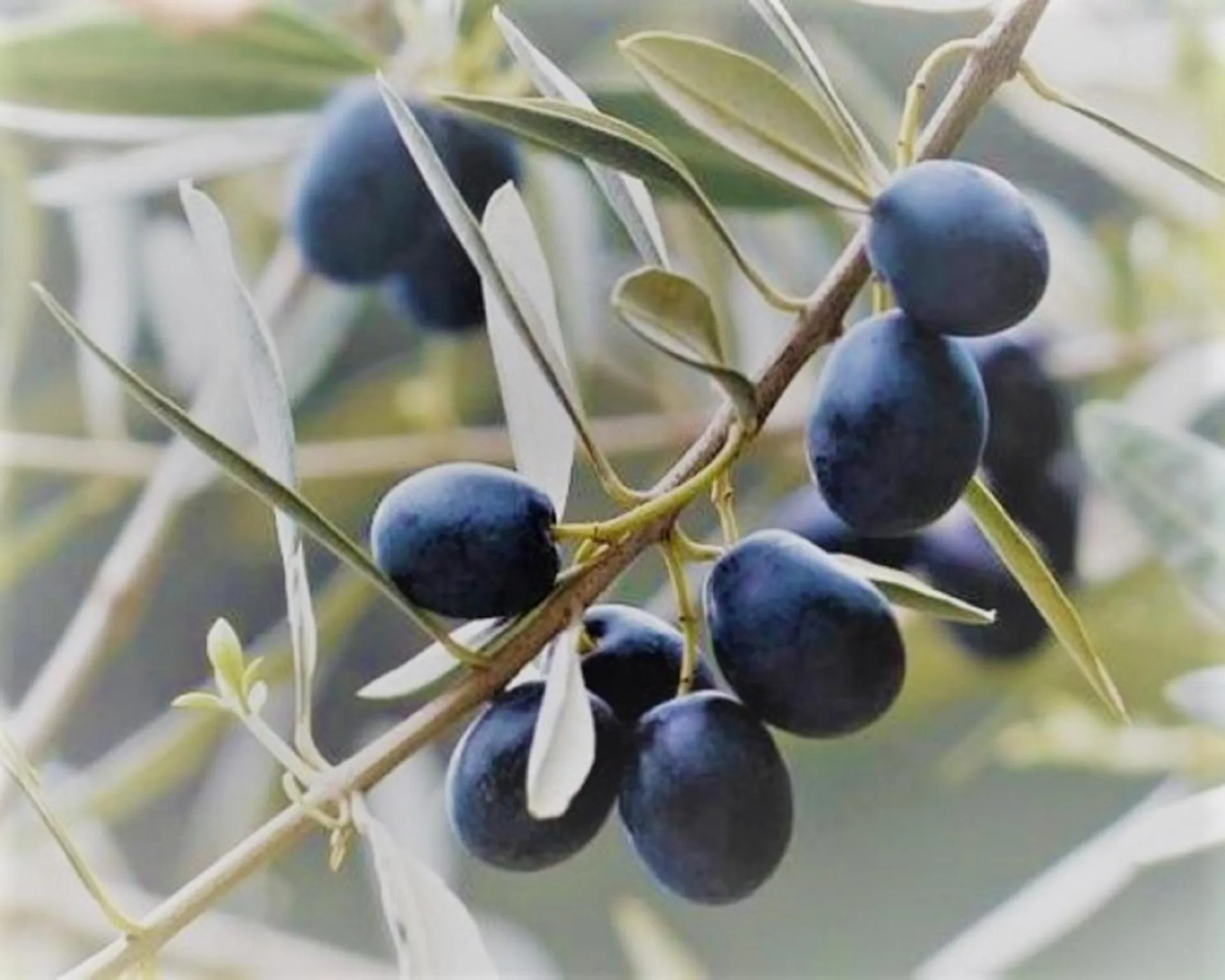 Food and drinks in Le Mimose B&B