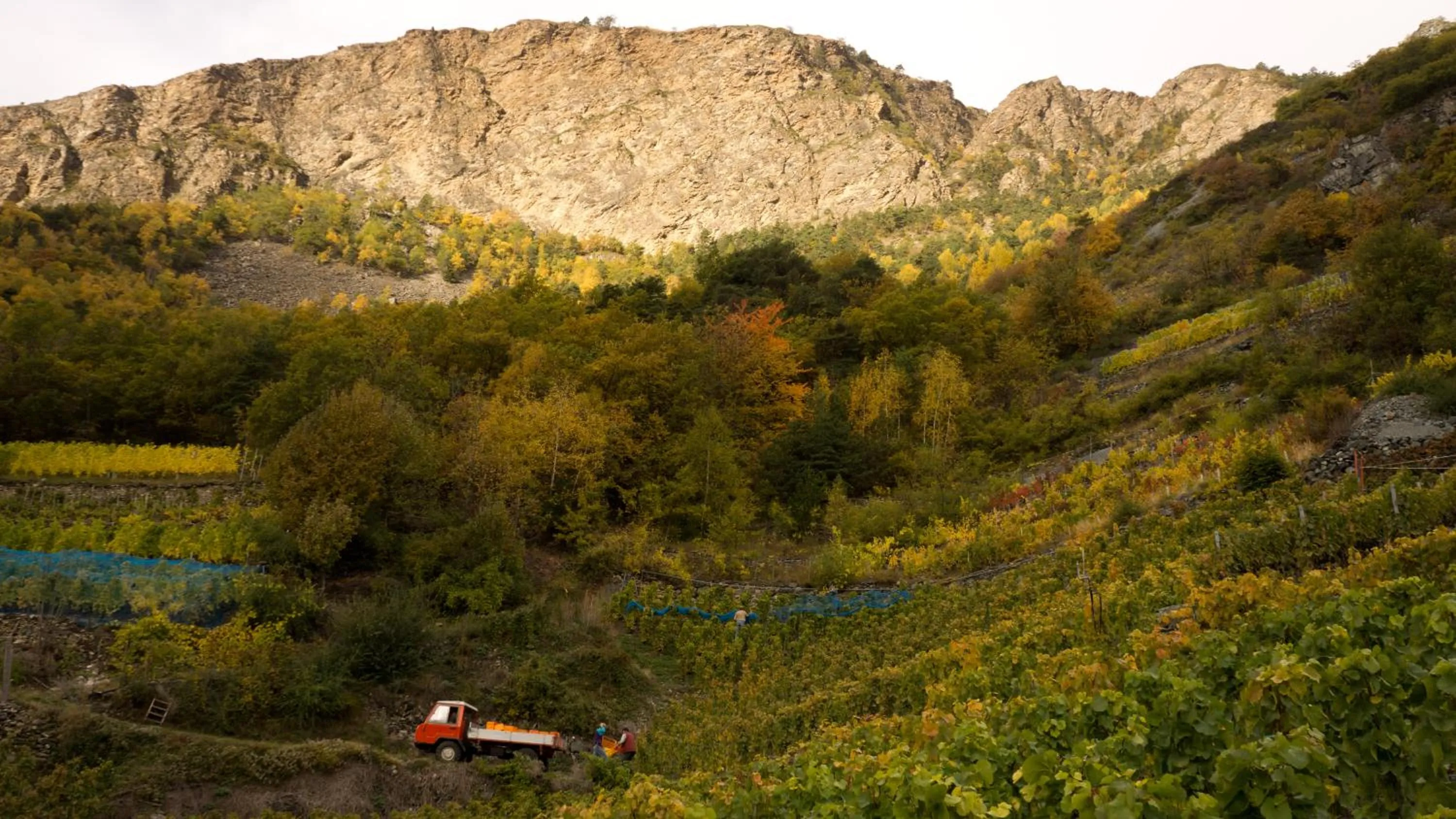 Natural landscape in Hotel Alpenblick