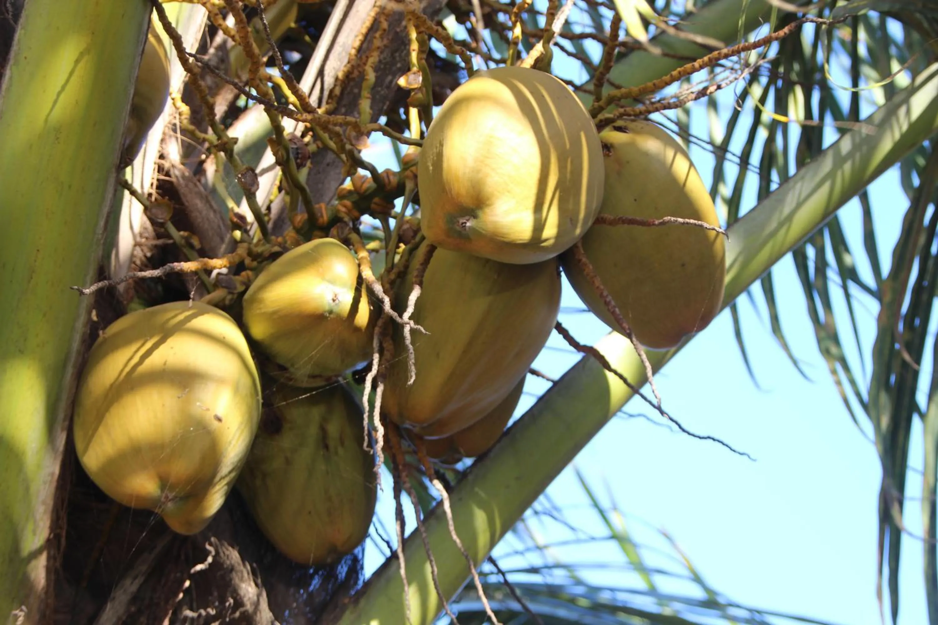 Garden in Zoi Retreat Hotel Zanzibar
