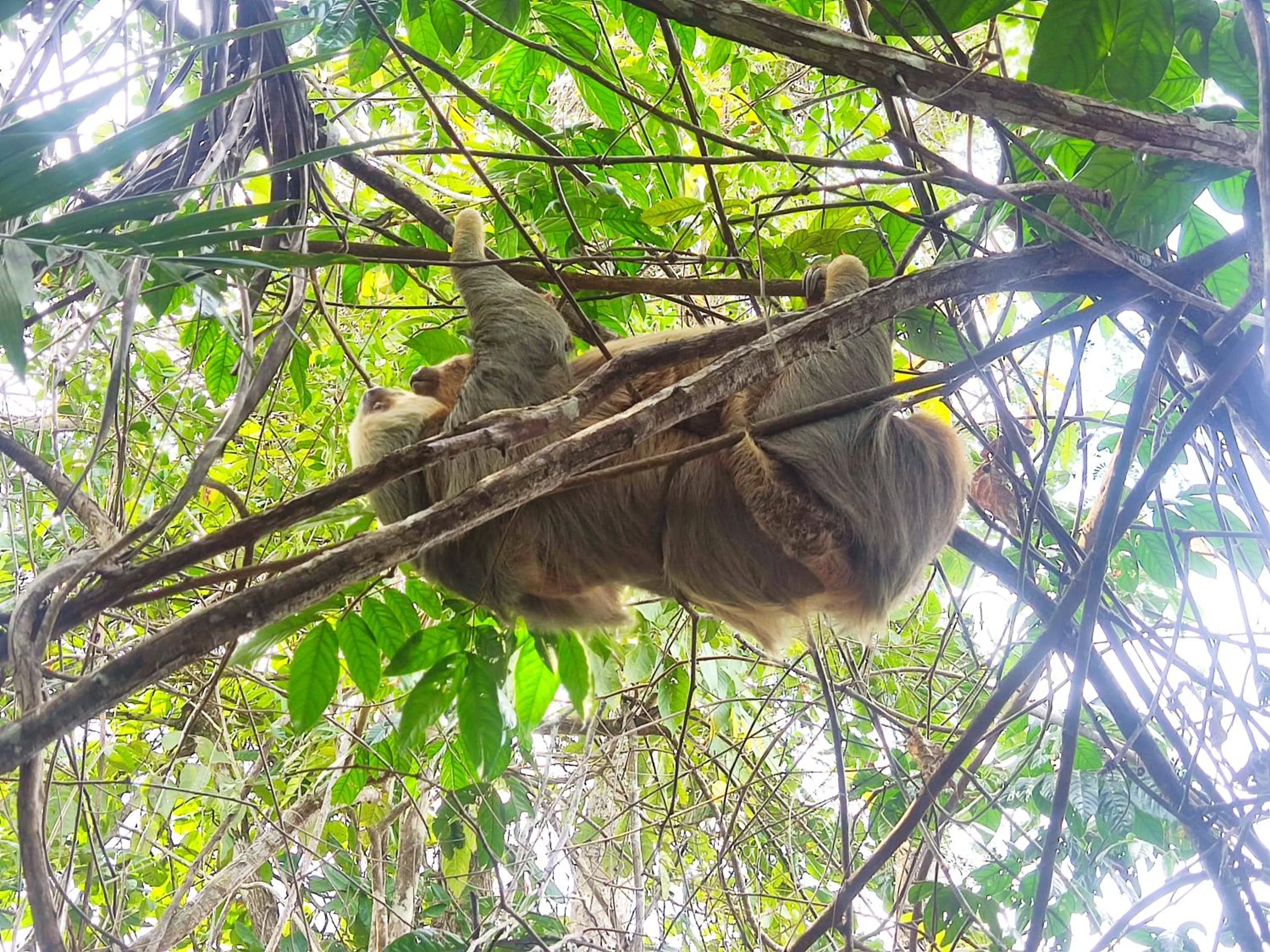 Natural landscape in Cabinas Tropicales
