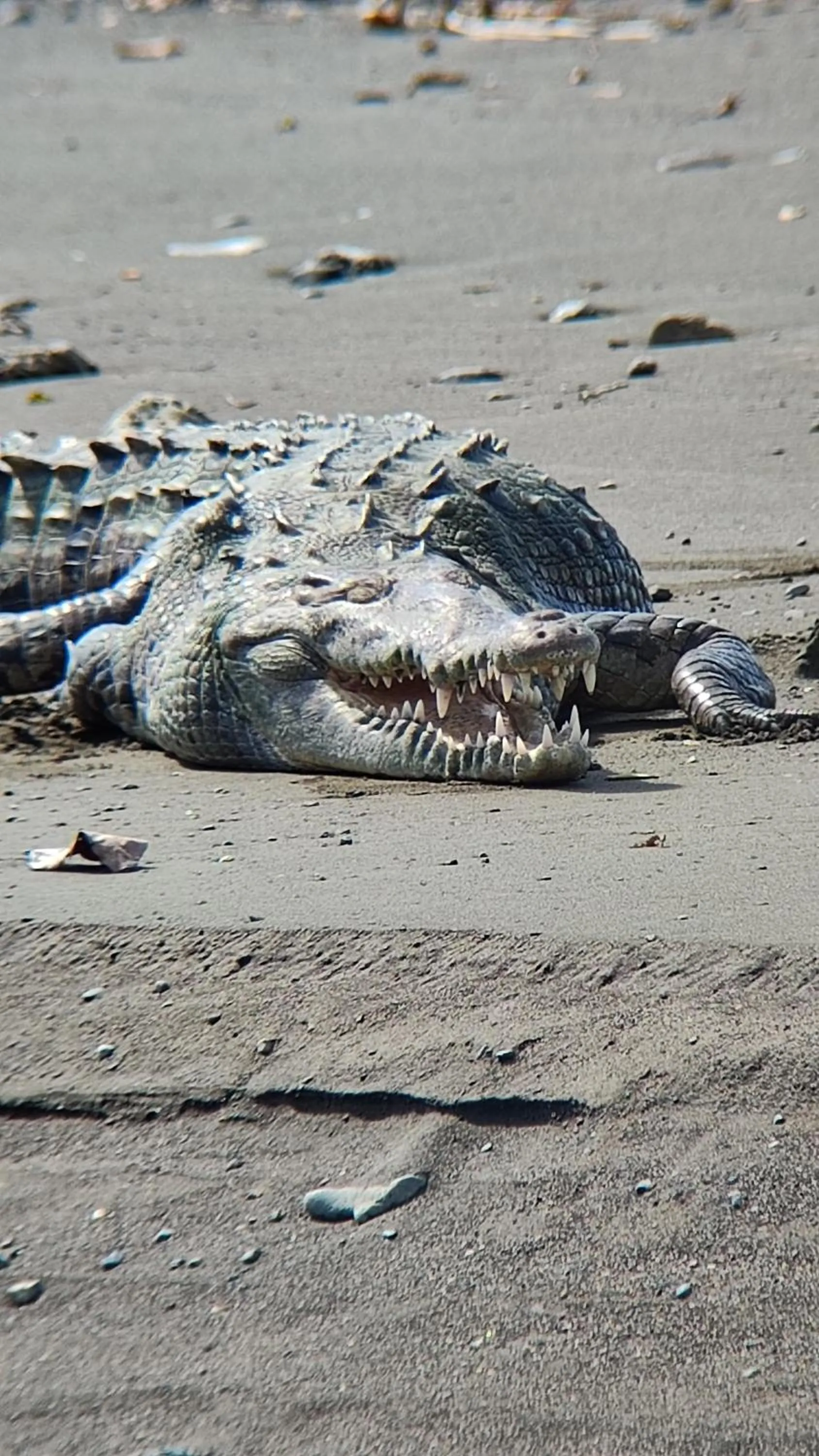 Animals in Cabinas Tropicales