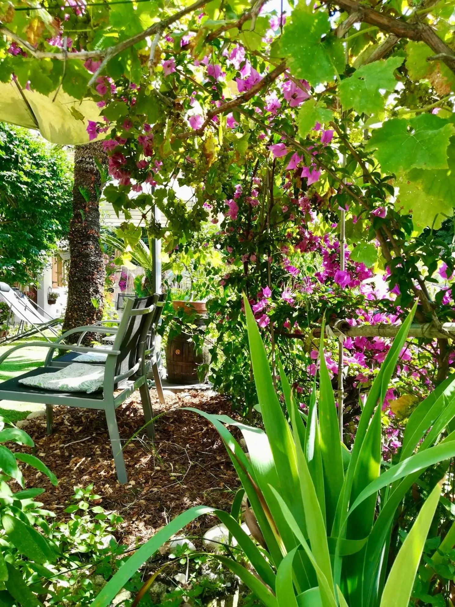 Garden in Villa Bellabé