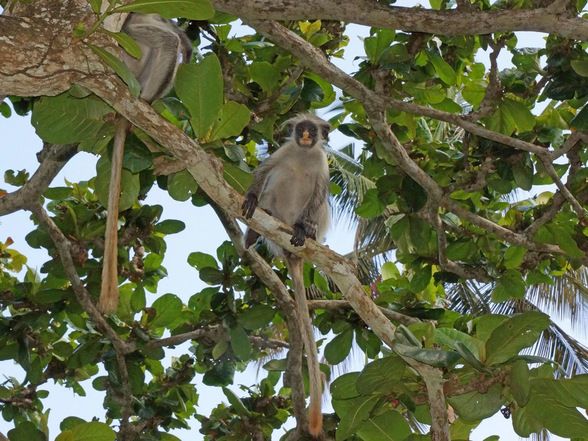 Animals in Pongwe Bay Resort