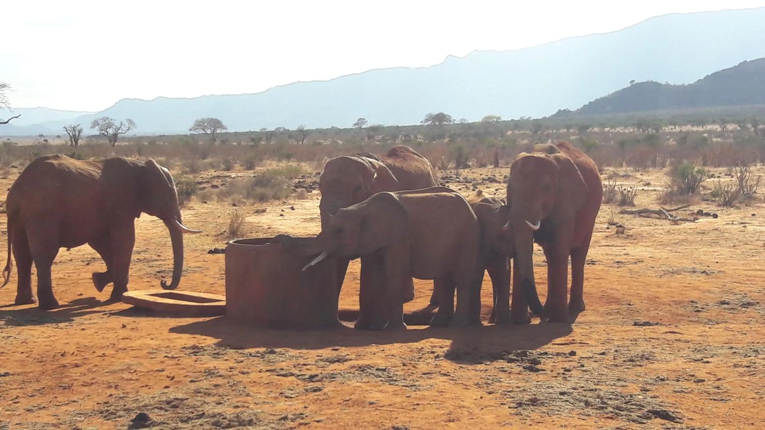 Animals in African Dream Cottages - Diani Beach