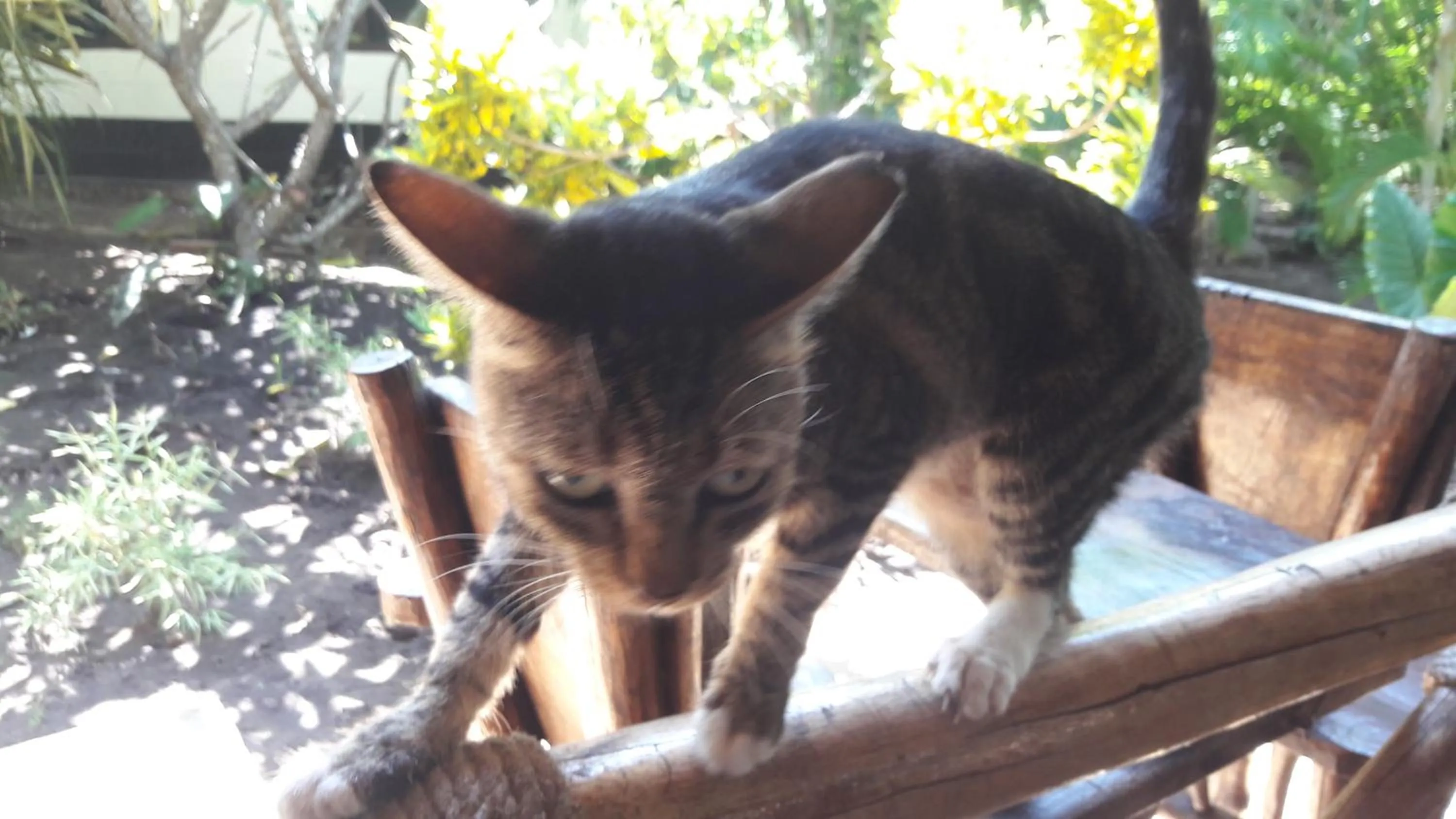 Pets in African Dream Cottages - Diani Beach