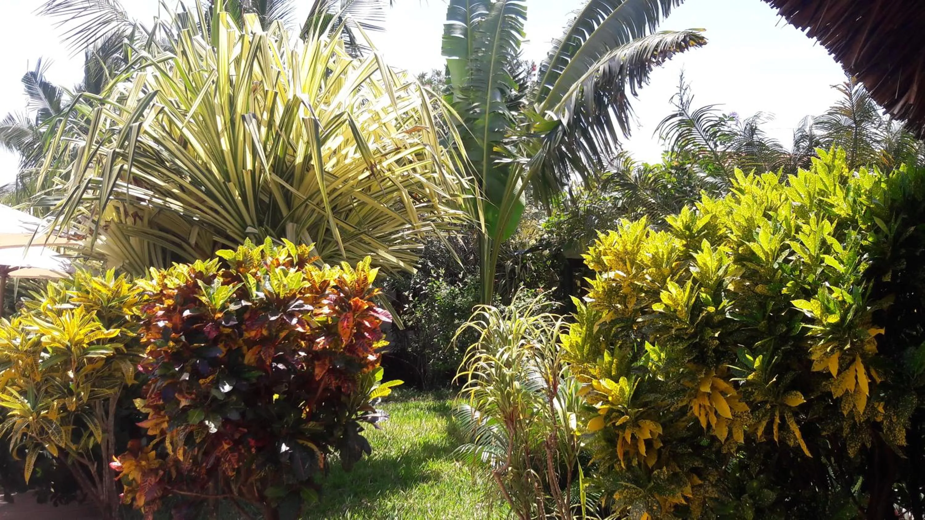 Garden in African Dream Cottages - Diani Beach