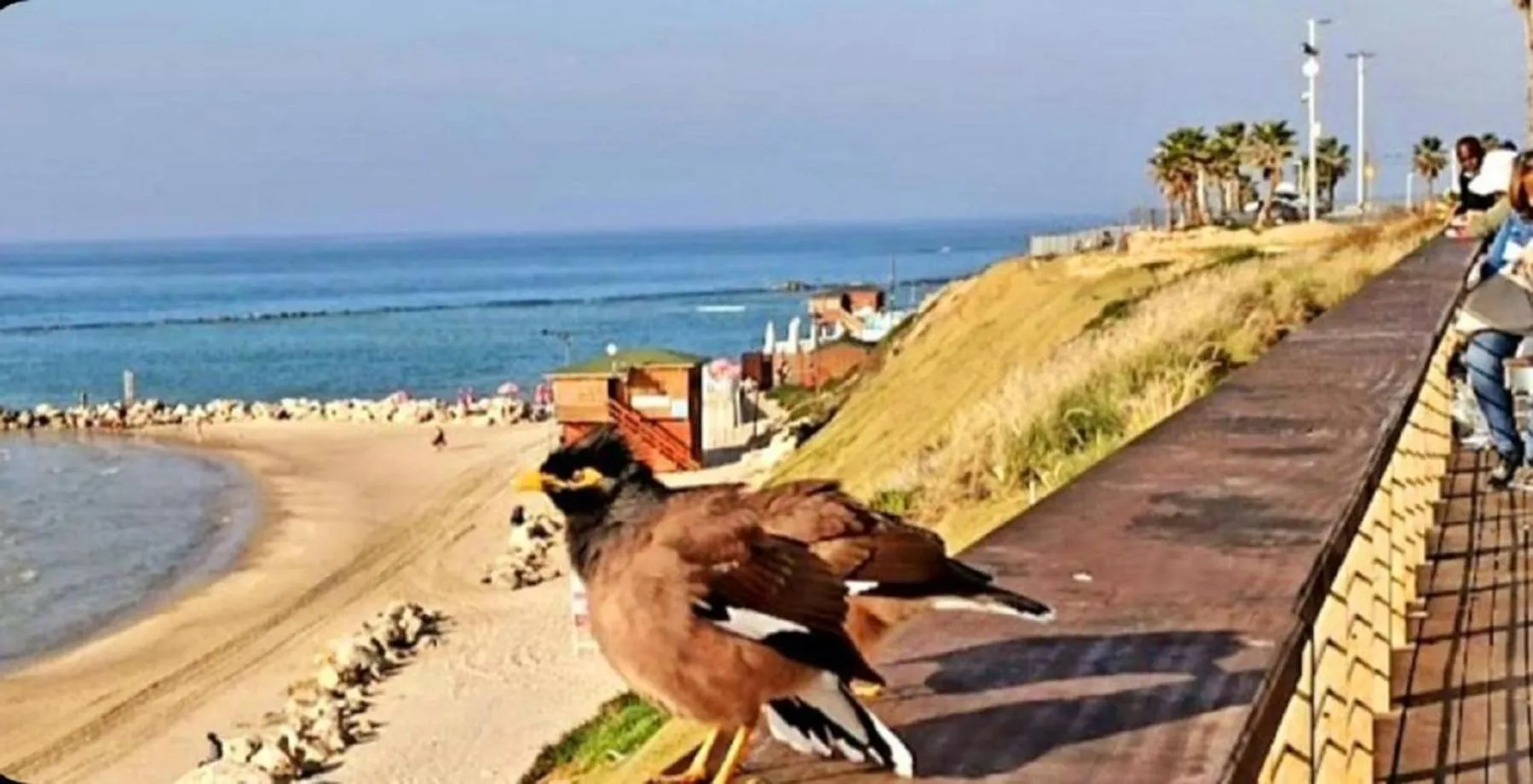 Beach in Motel Hofim