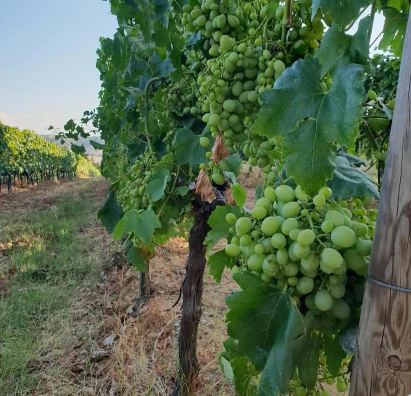 Natural landscape in Agriturismo Diaccialone