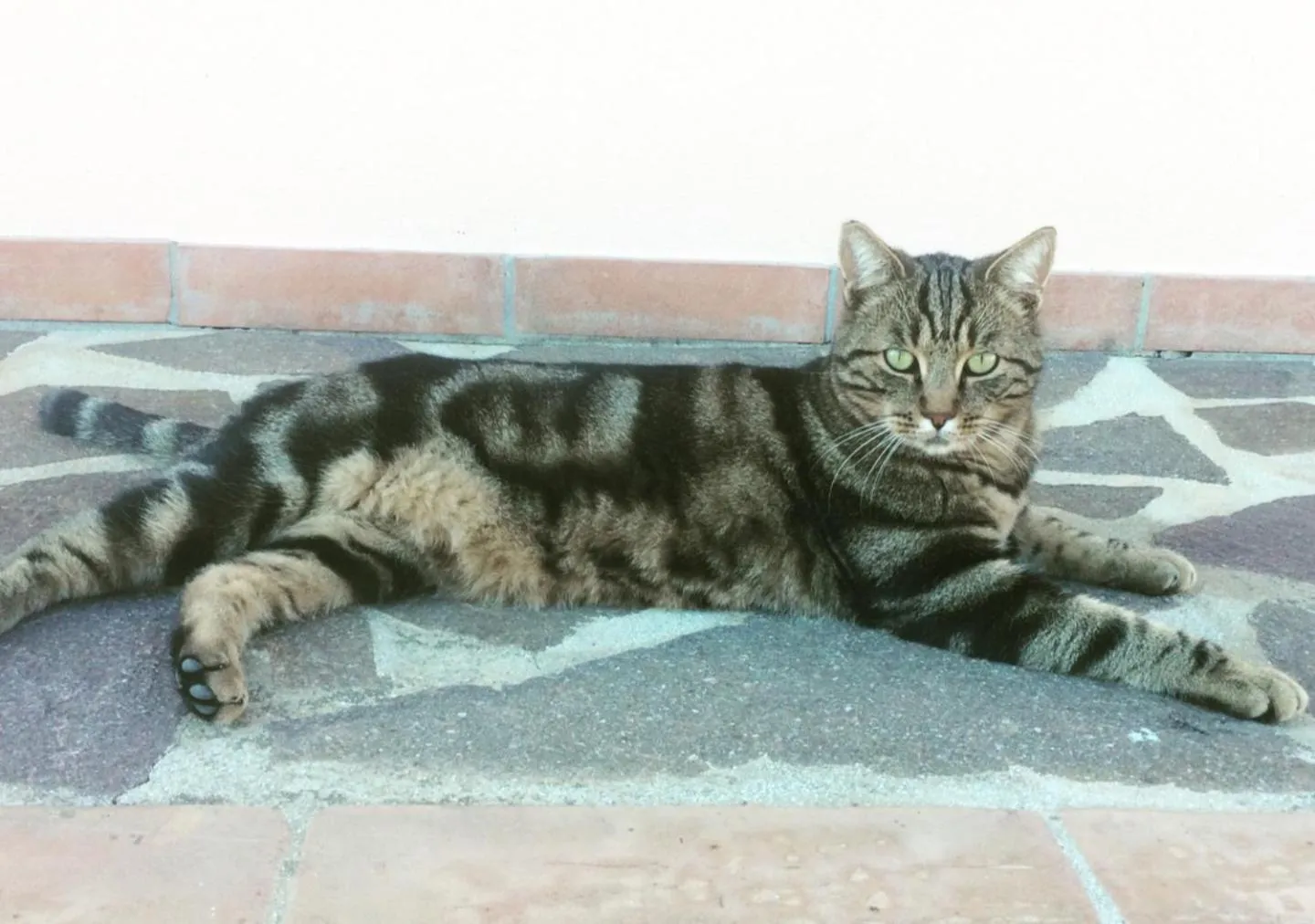 Animals in Agriturismo Diaccialone