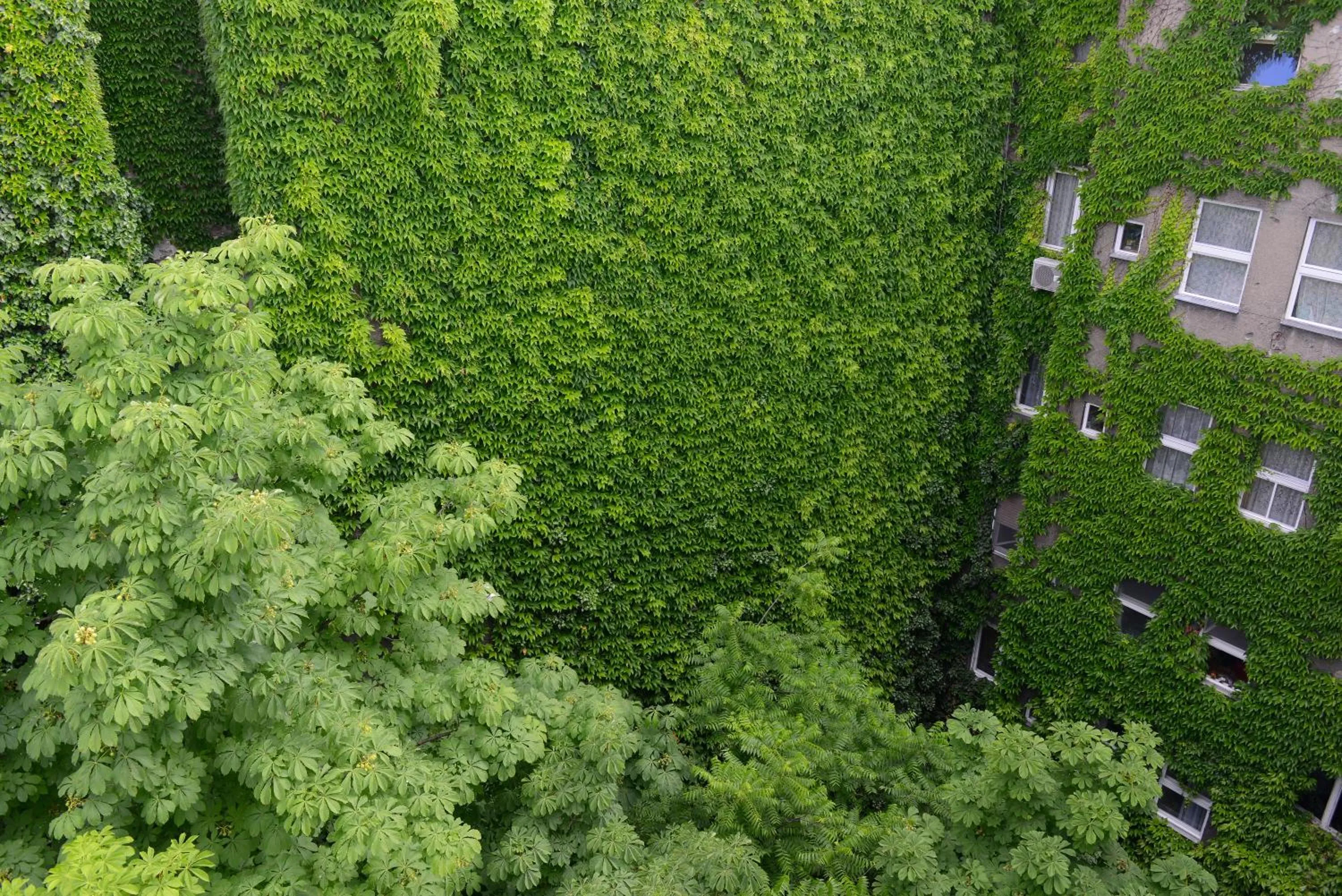 Garden view in Walk Inn Váci 42