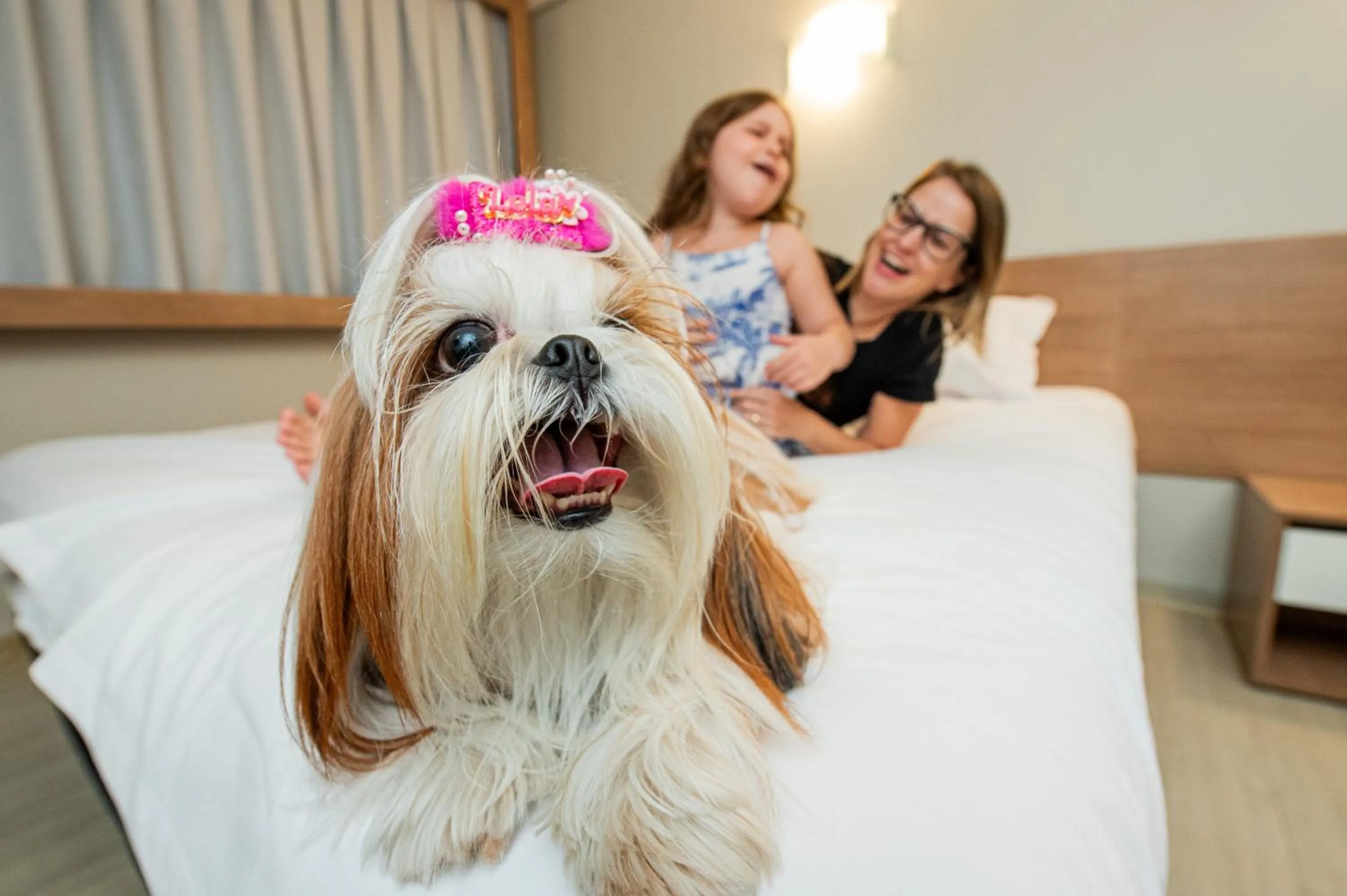 Pets, Bed in ibis Styles Goiânia Shopping Estação