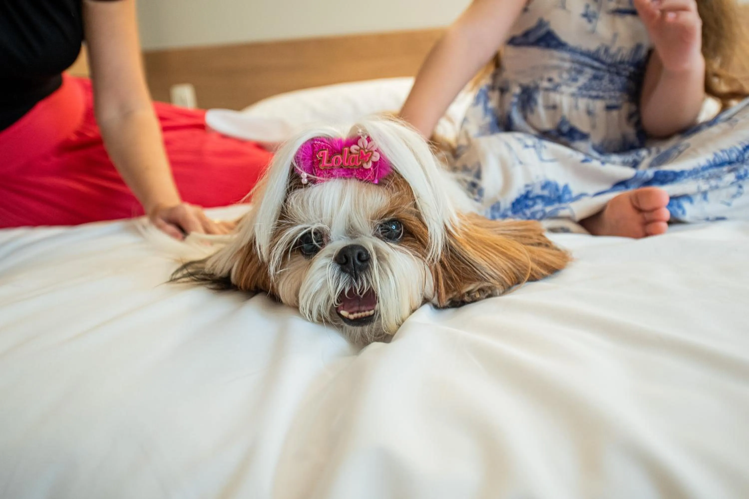 Pets in ibis Styles Goiânia Shopping Estação