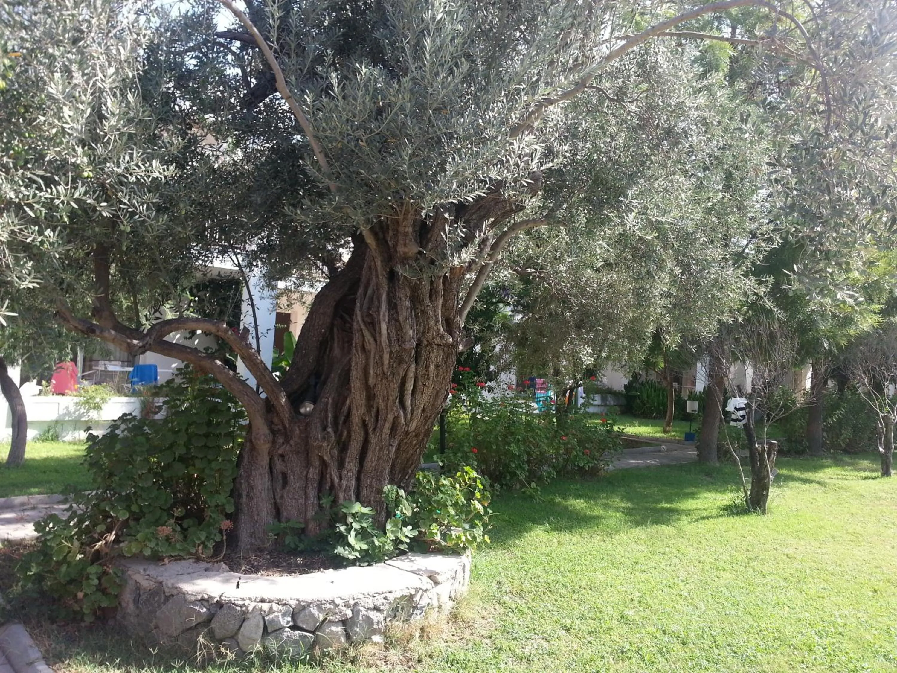 Garden in Muskebi Apart Otel