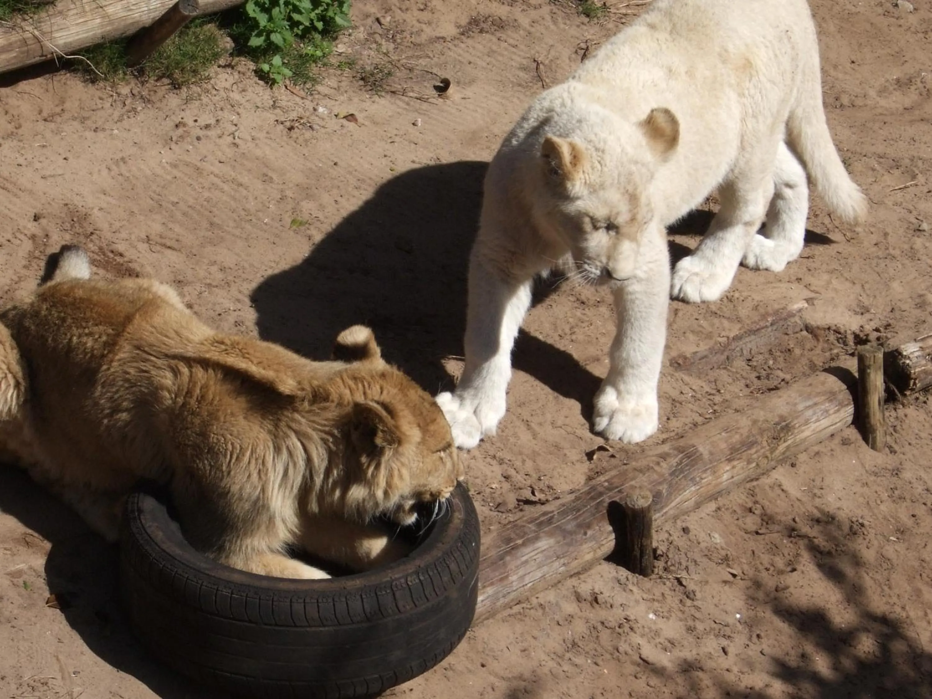 Off site in Jikeleza Lodge