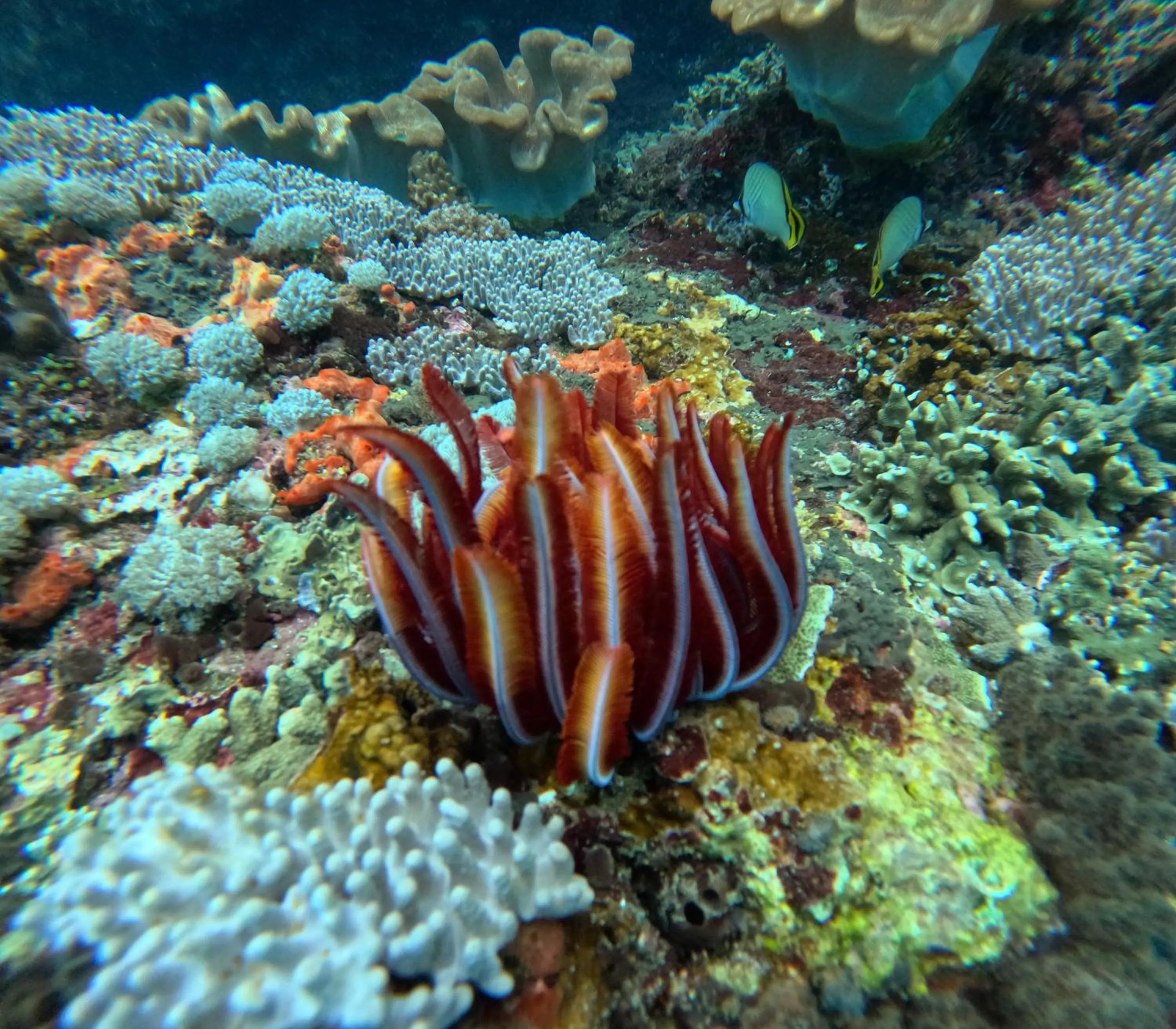 Snorkeling in Risna Homestay