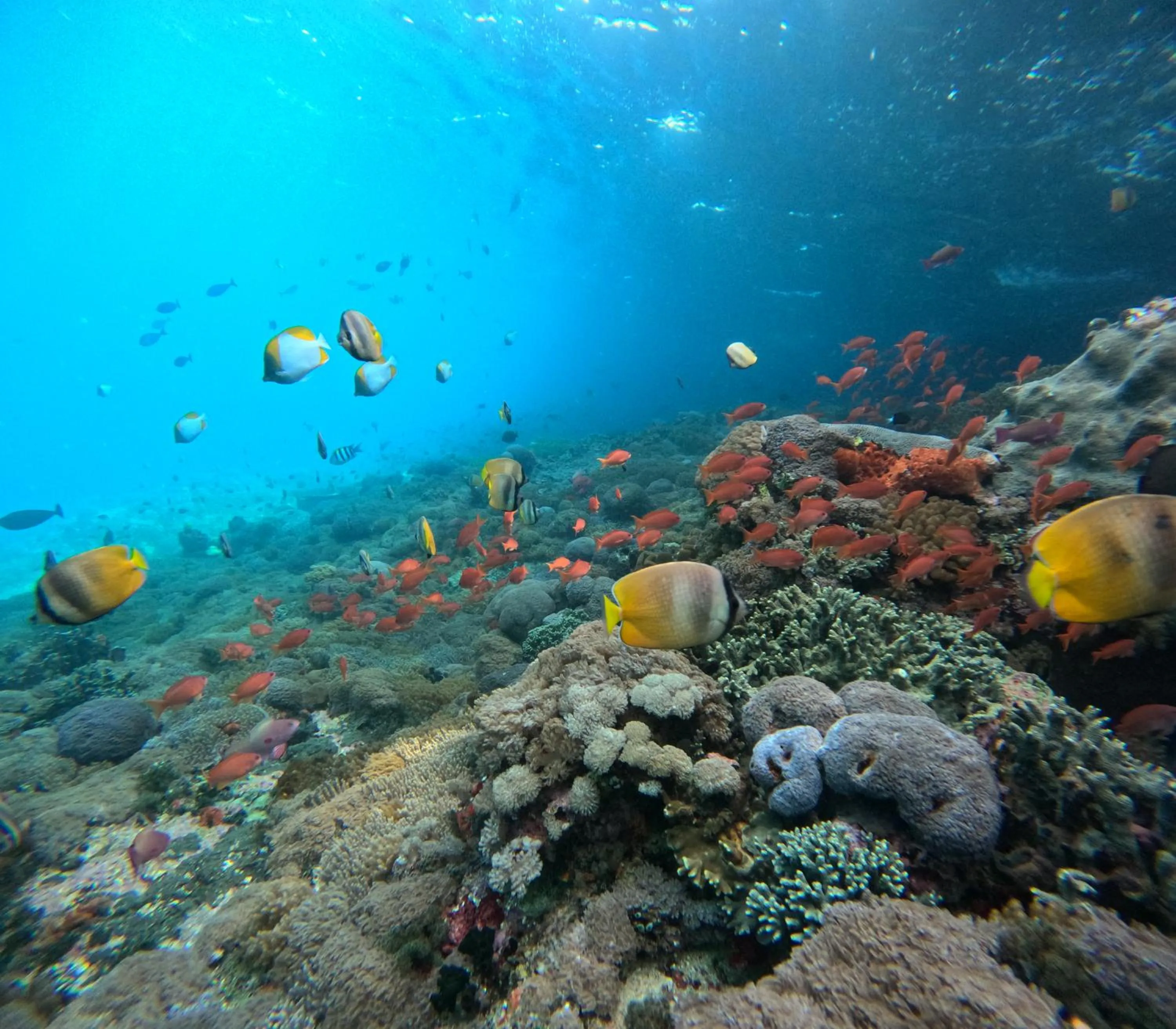 Snorkeling in Risna Homestay