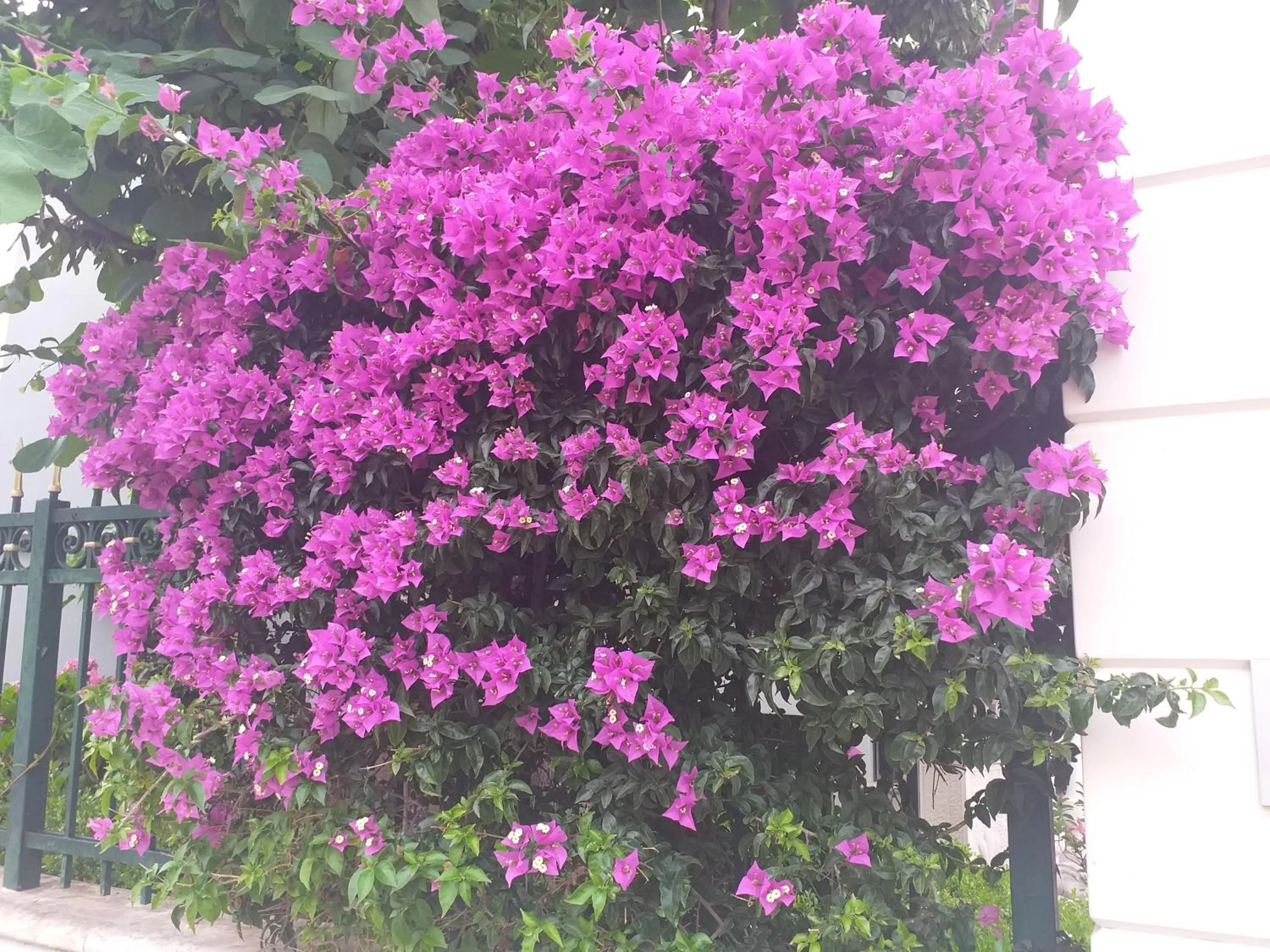 Garden in Falli Exclusive Rooms and Breakfast -Boutique B&B-