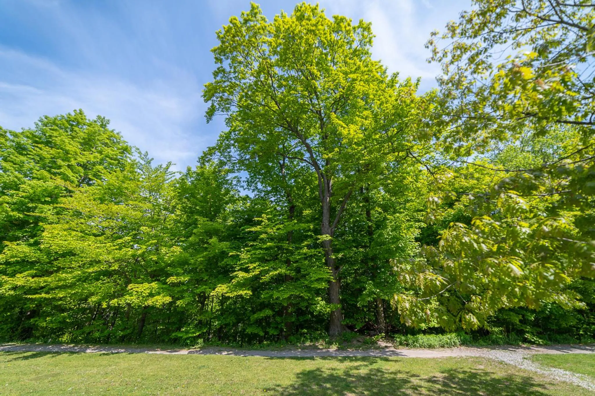 Natural landscape in Horseshoe Valley Suites - The Evergreen