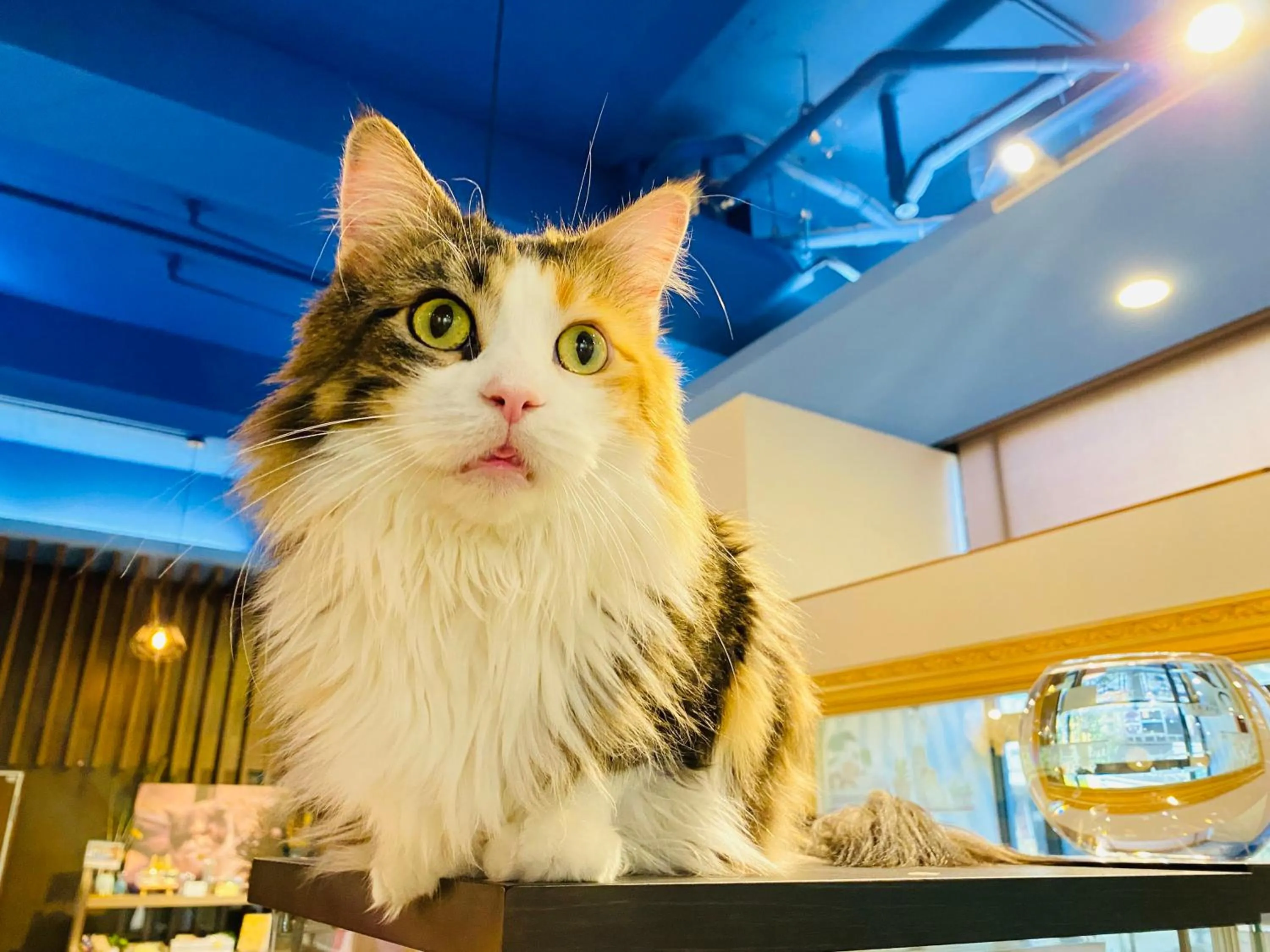 Restaurant/places to eat in LIDO FORESTRY SPA RESORT