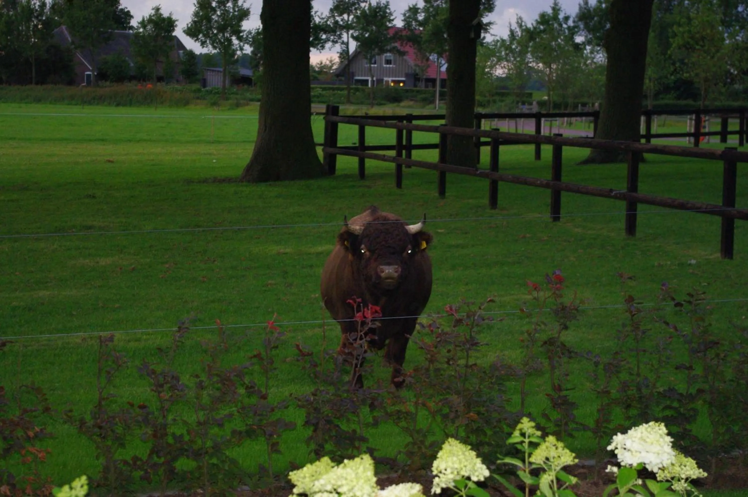 Garden in De Langenlee