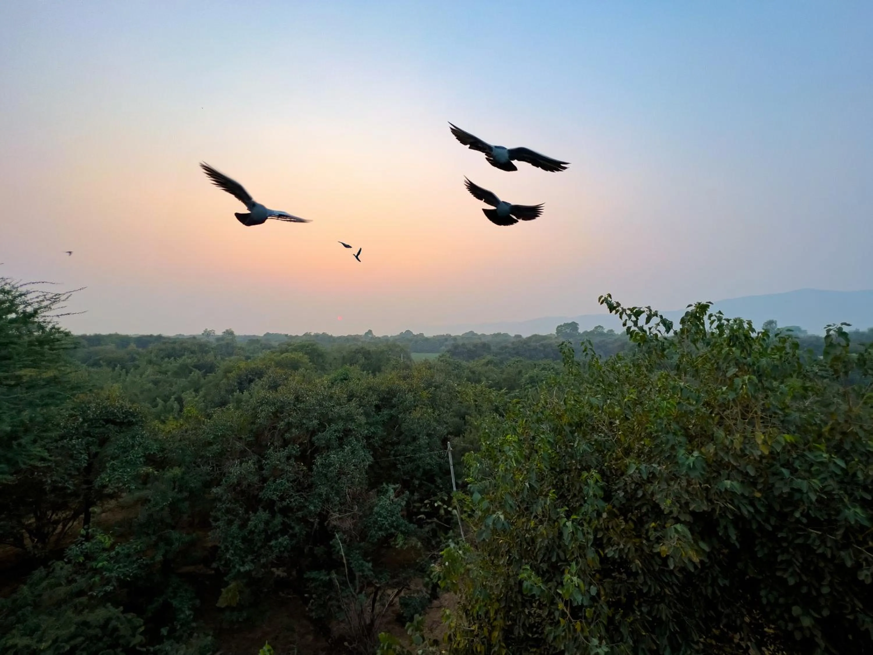 Day in Joy Bagh Resort Pushkar