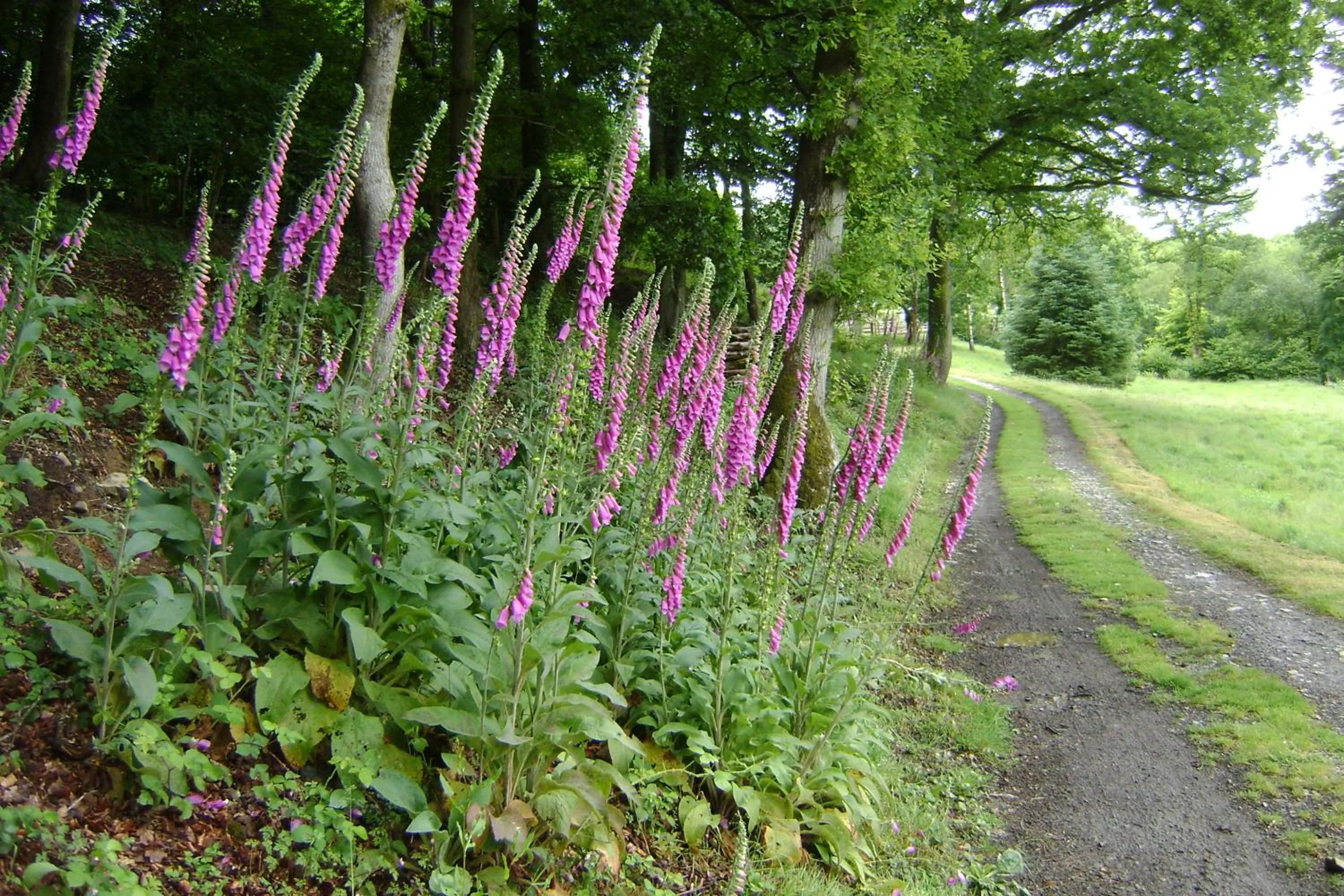 Garden in Meadowland Farm
