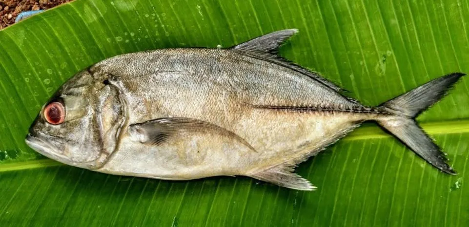 Dubai Hotel & Restaurant Kumarakom