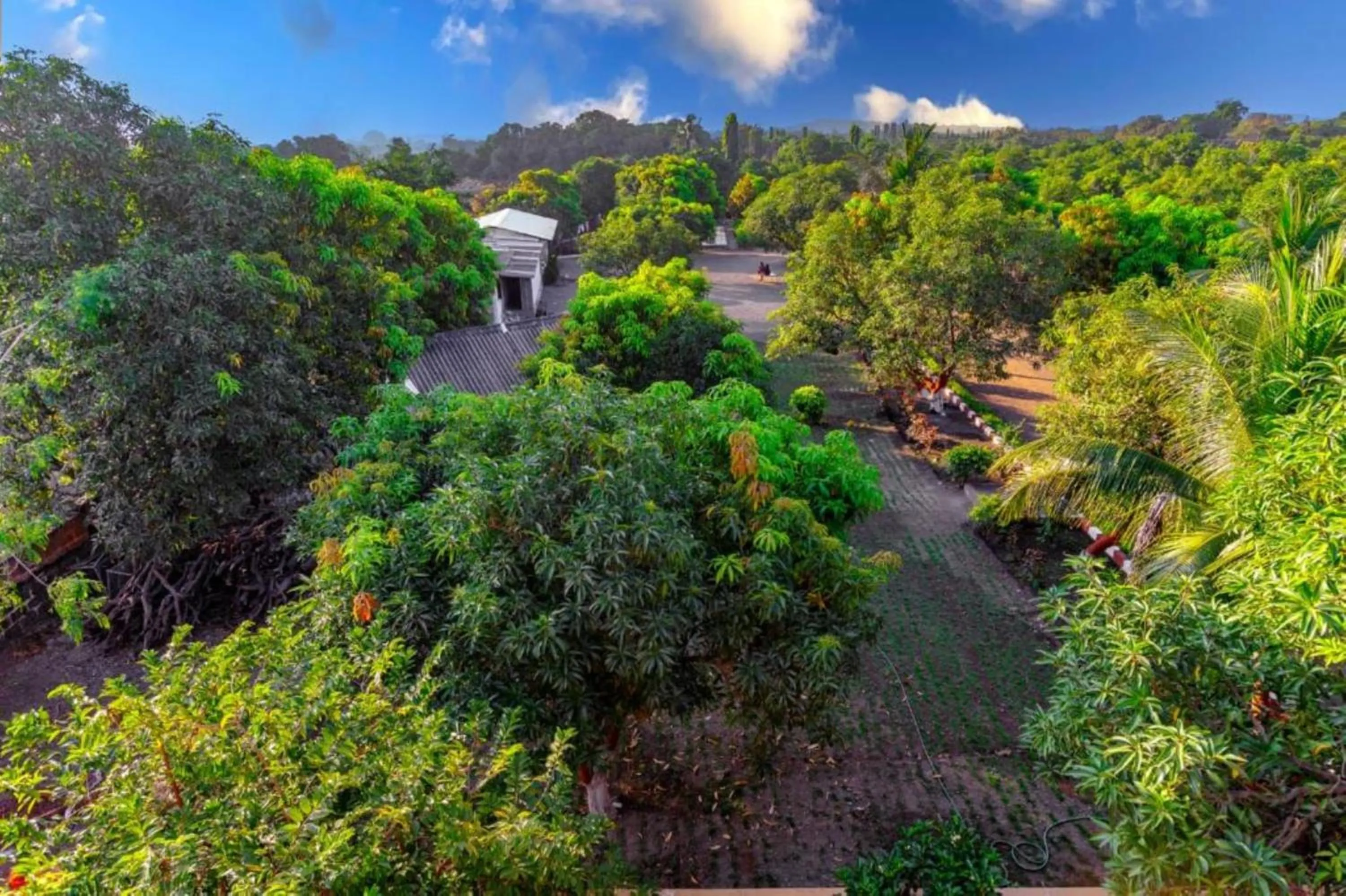 Garden in Amber Resort