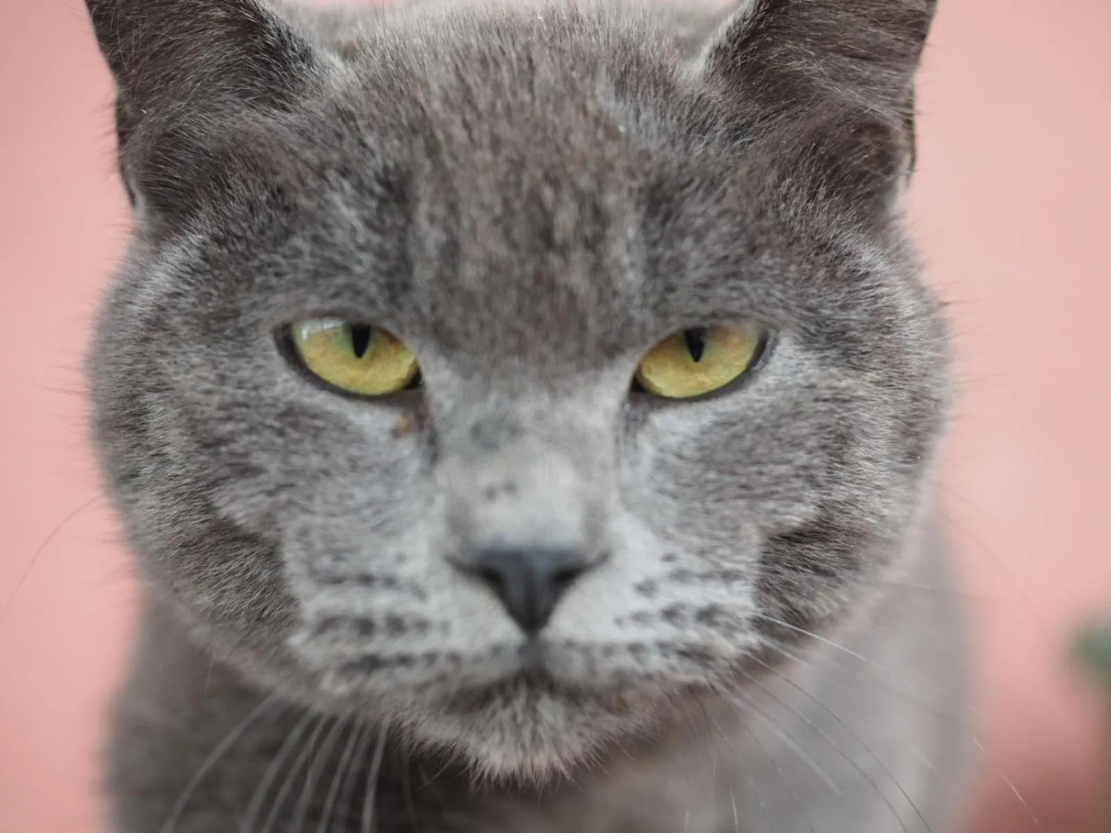 Pets in PODERE DELL'ETNA SEGRETA - Essential Nature Hotel & Glamping