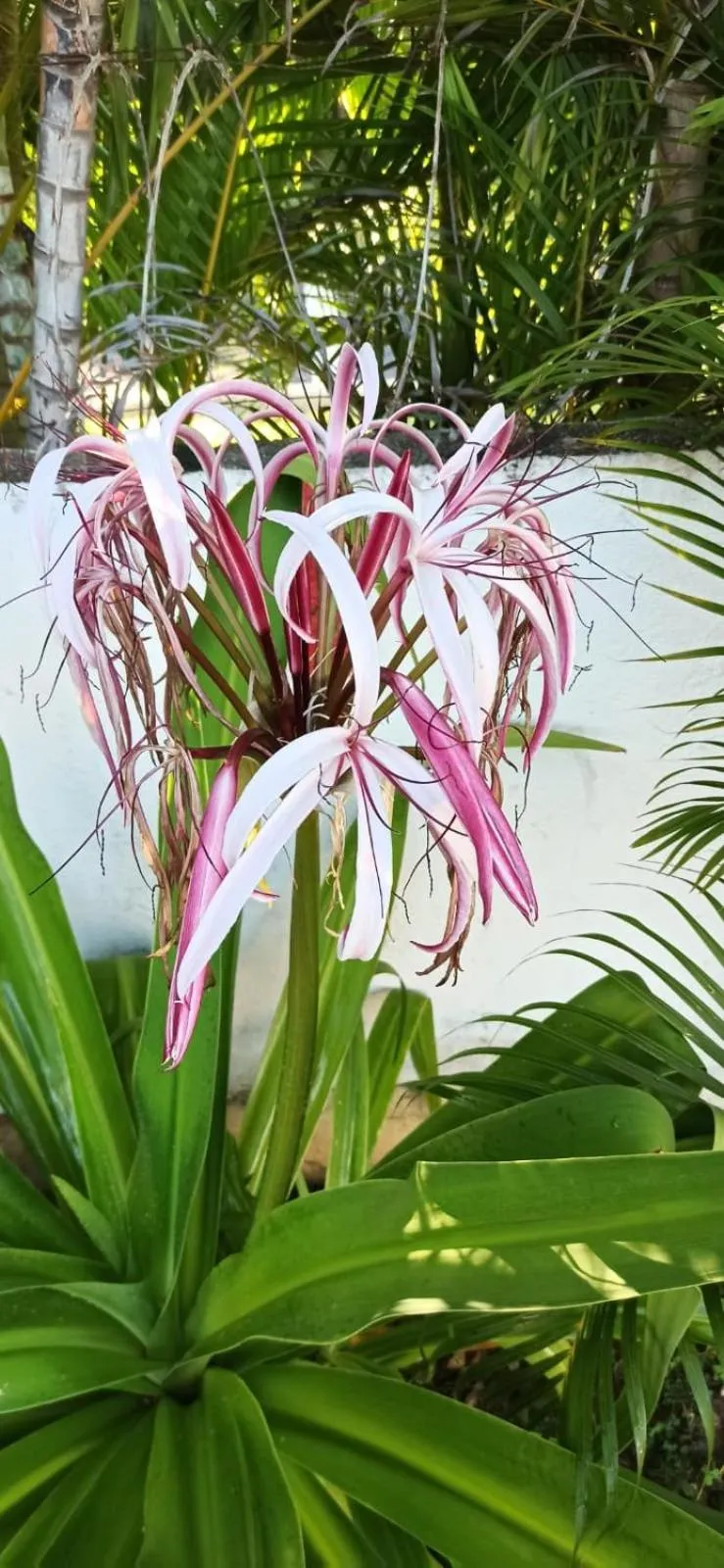 QUINTA DIAMANTE villas&hotel