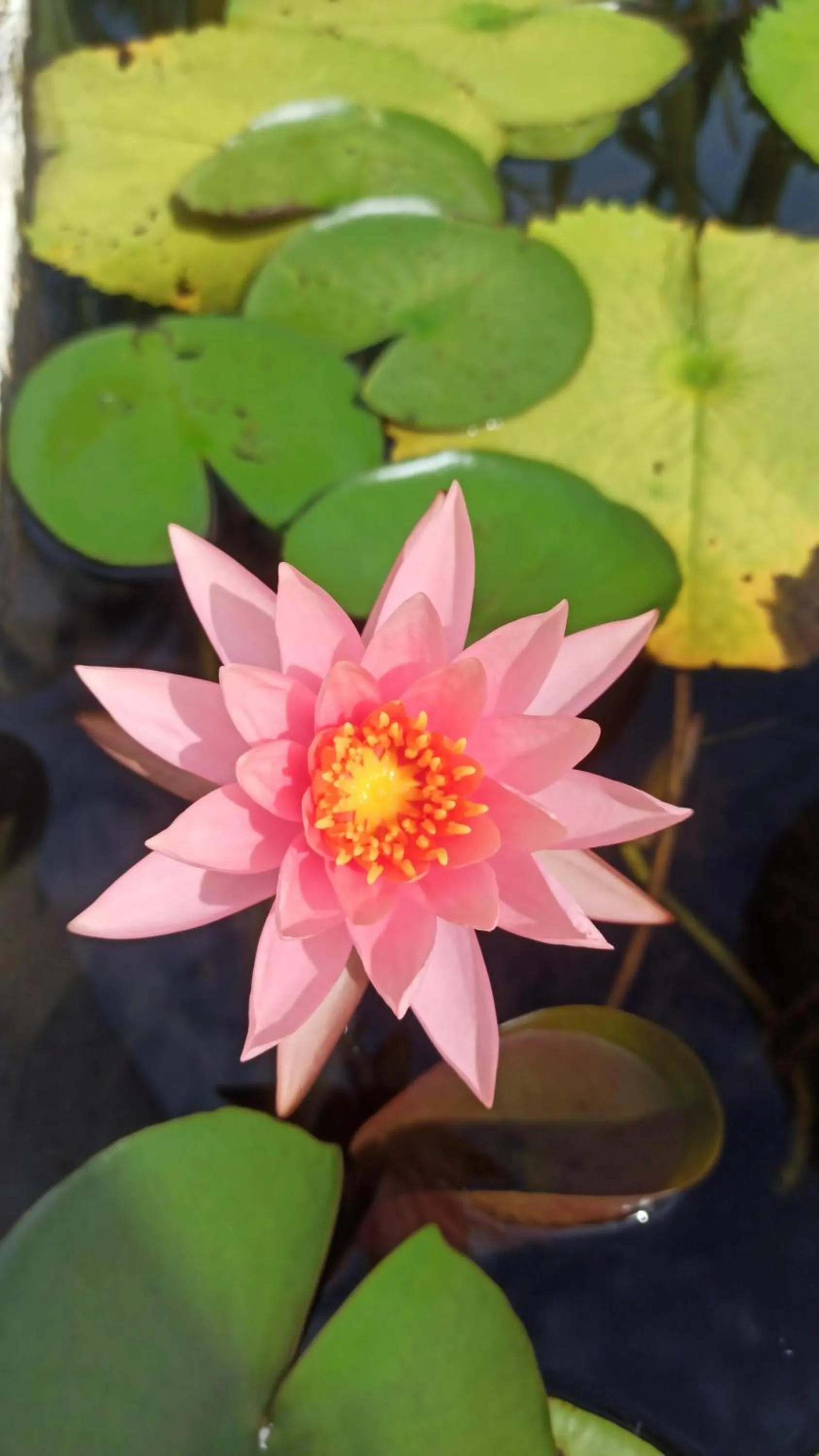 QUINTA DIAMANTE villas&hotel