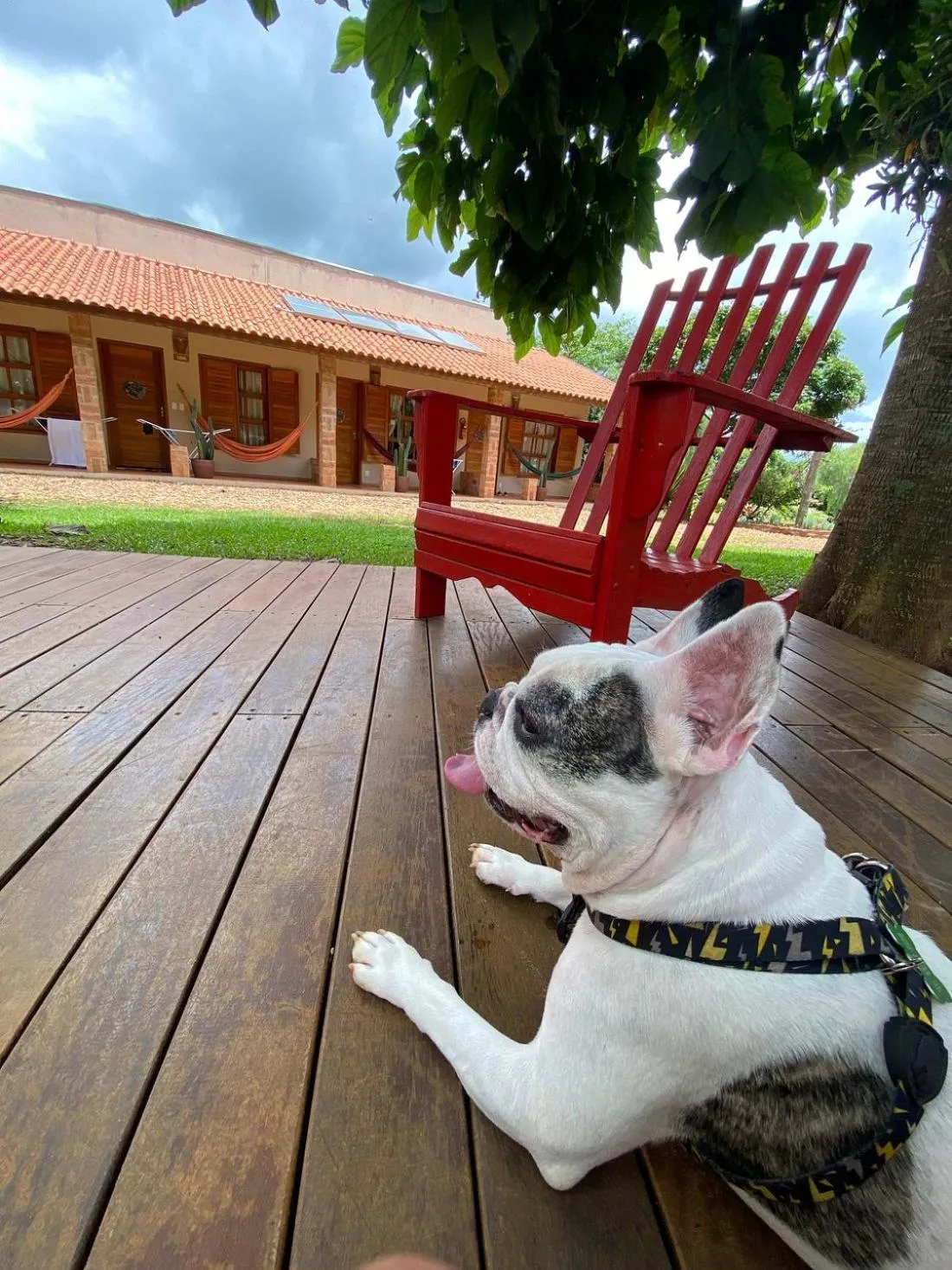 Animals in Pousada Pé na Terra