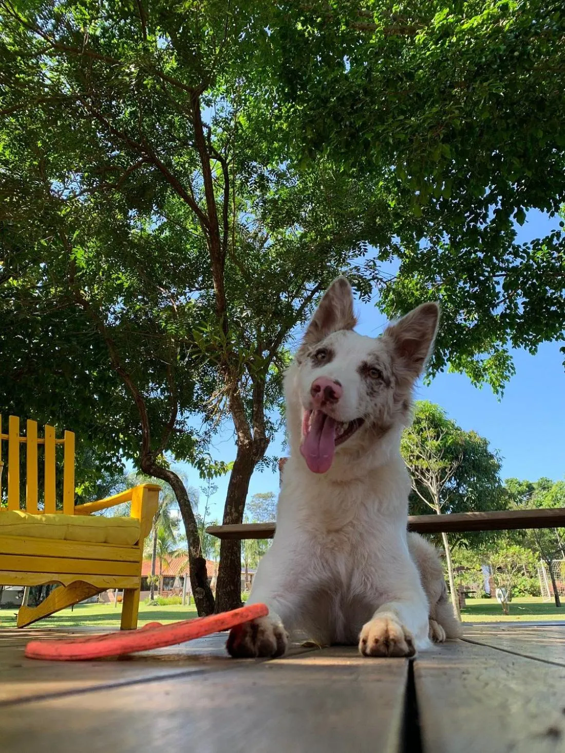 Animals in Pousada Pé na Terra