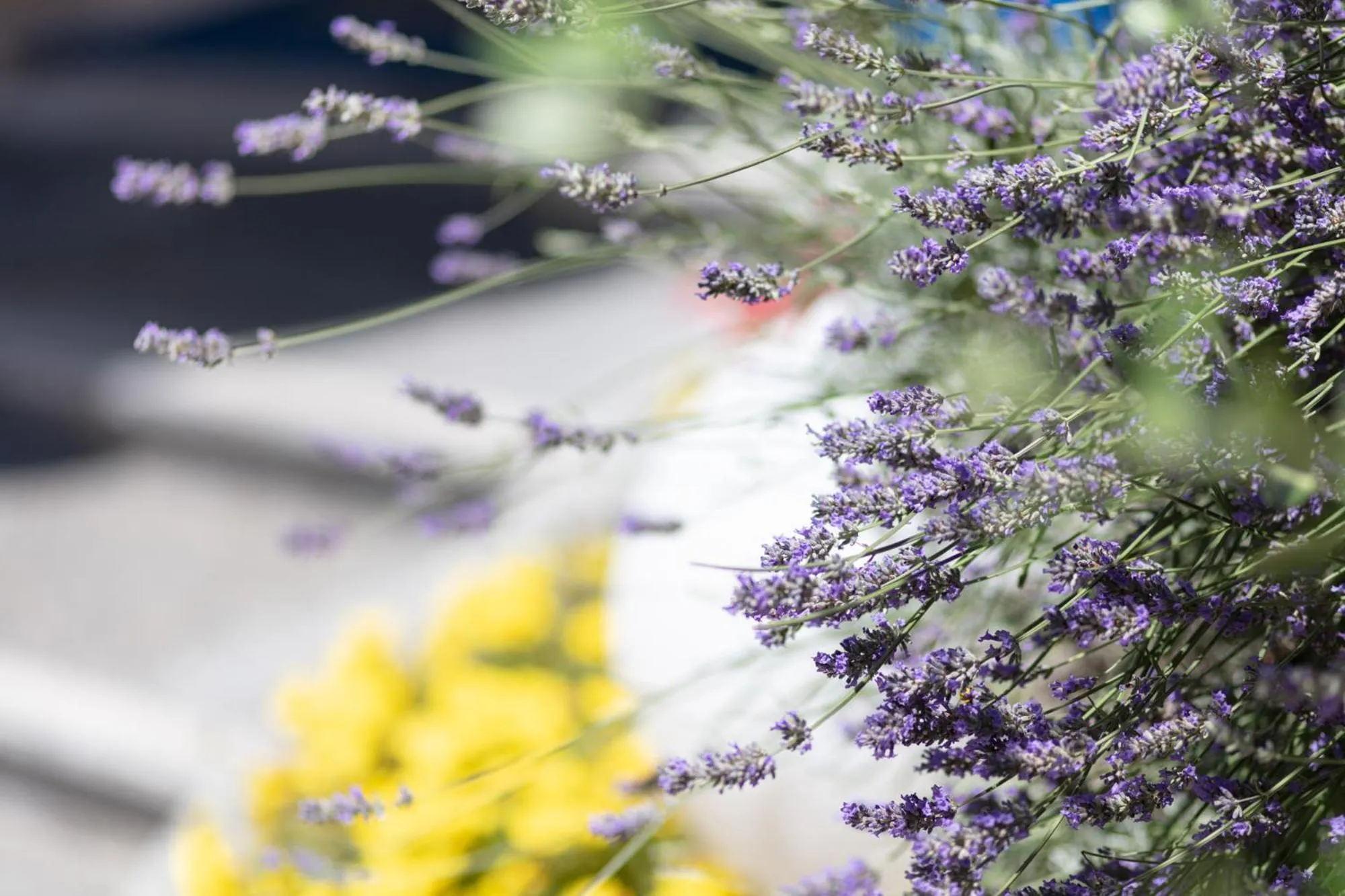 Garden in Hotel Aspe