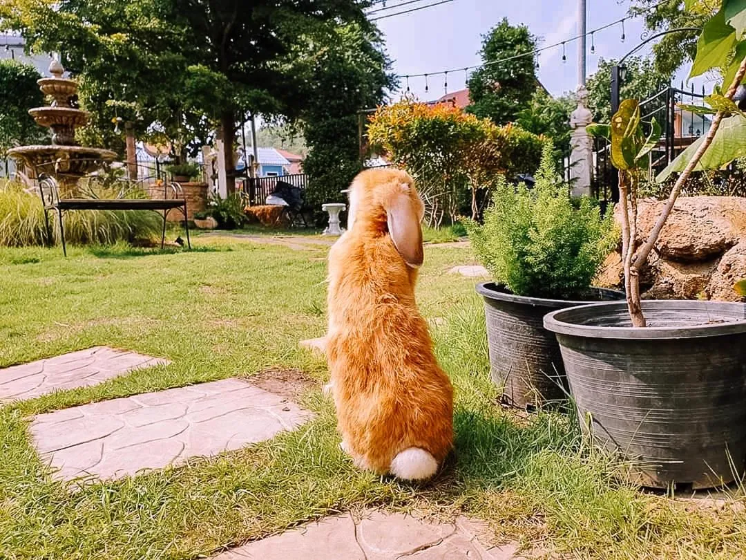 Garden in The Castello Resort