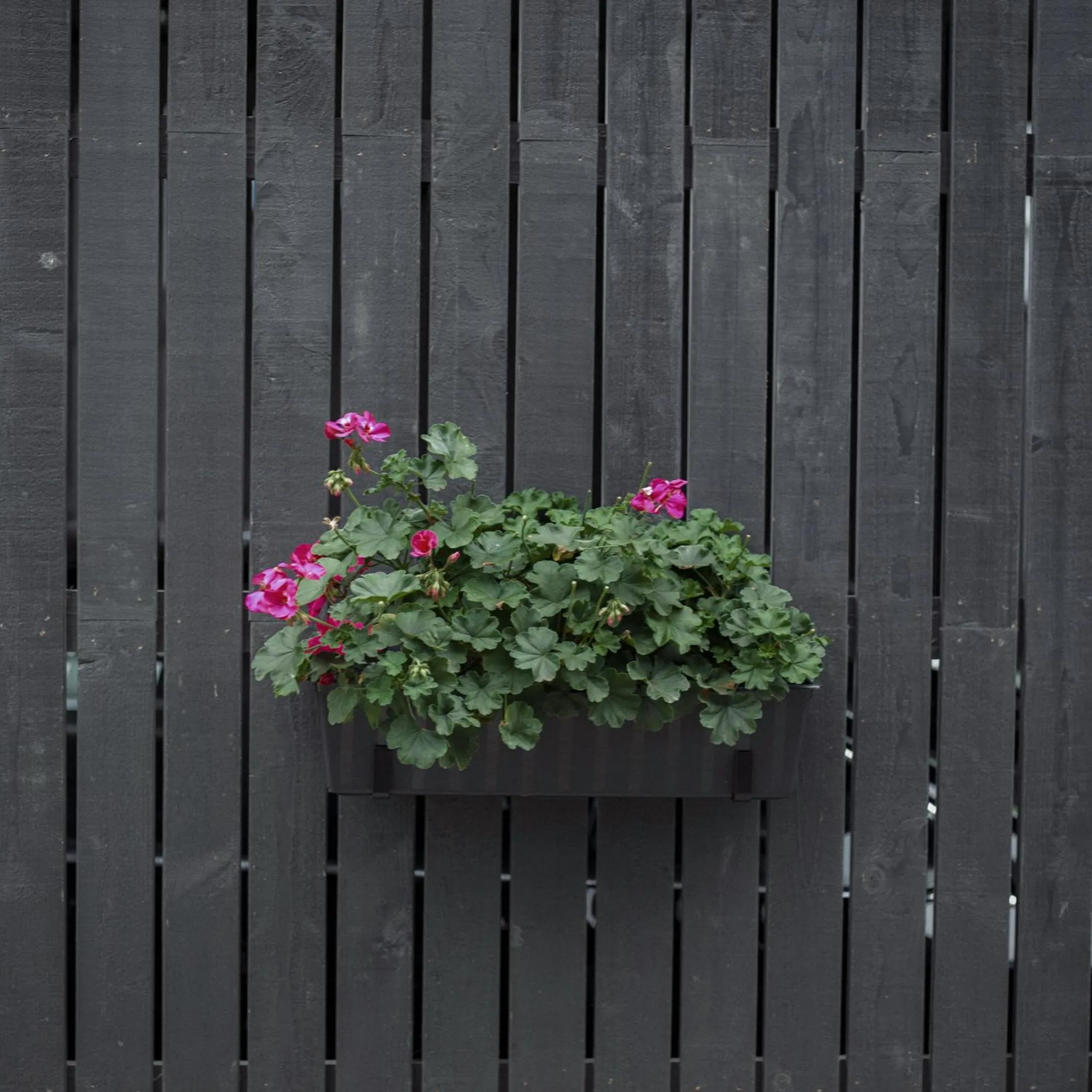 Decorative detail in Domi Lini