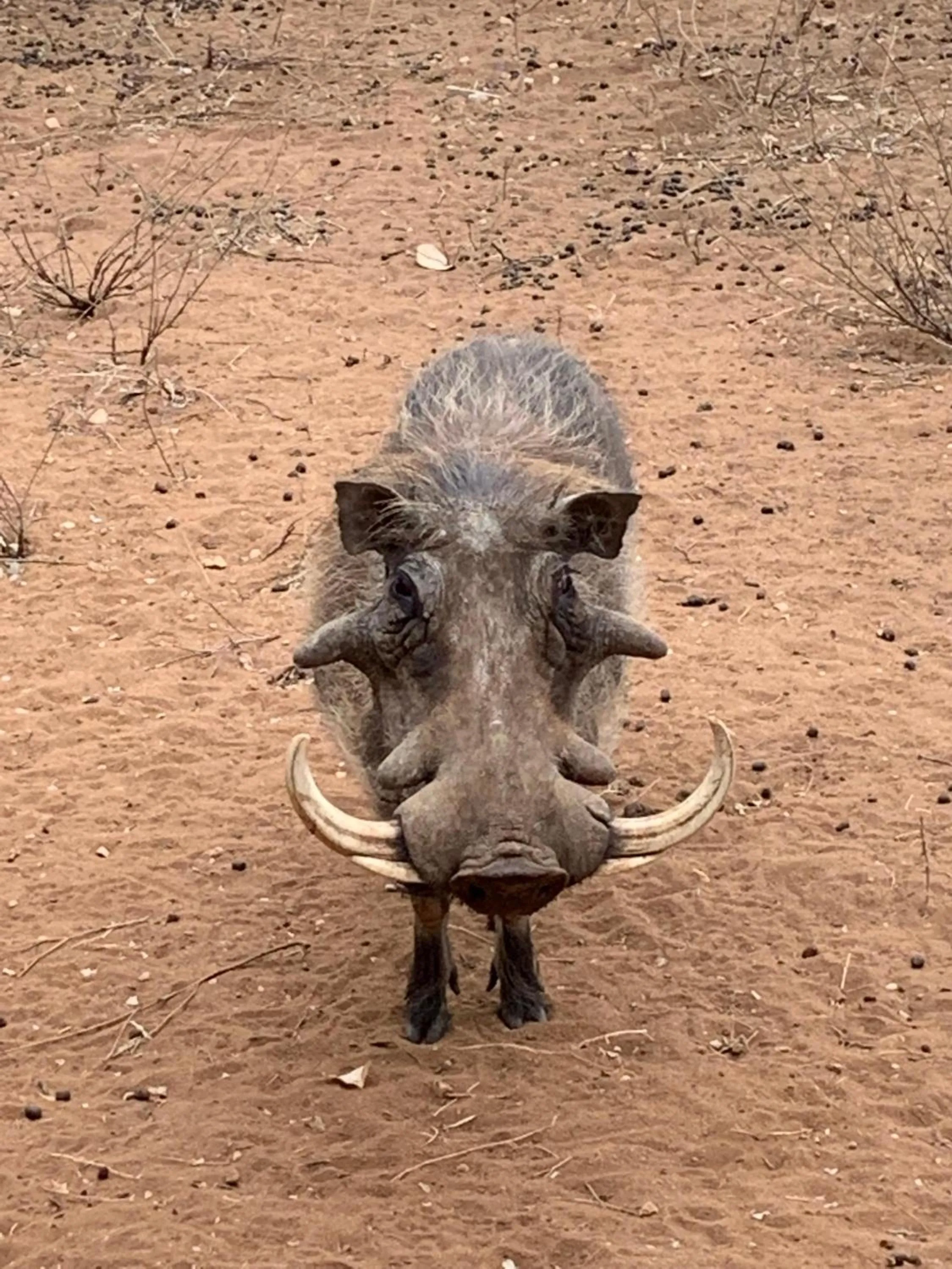 Activities in Sausage Tree Safari Camp