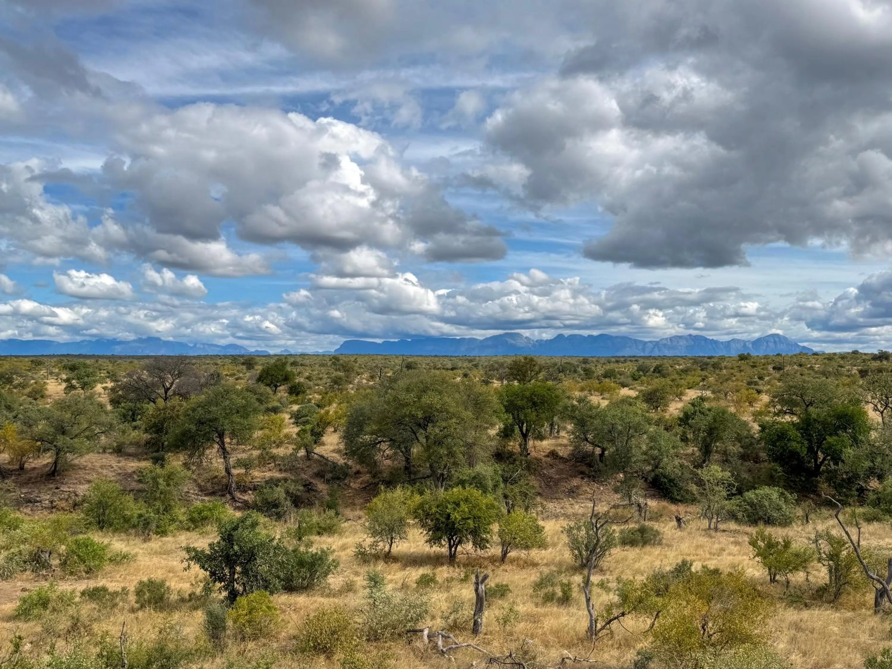 Garden in Sausage Tree Safari Camp