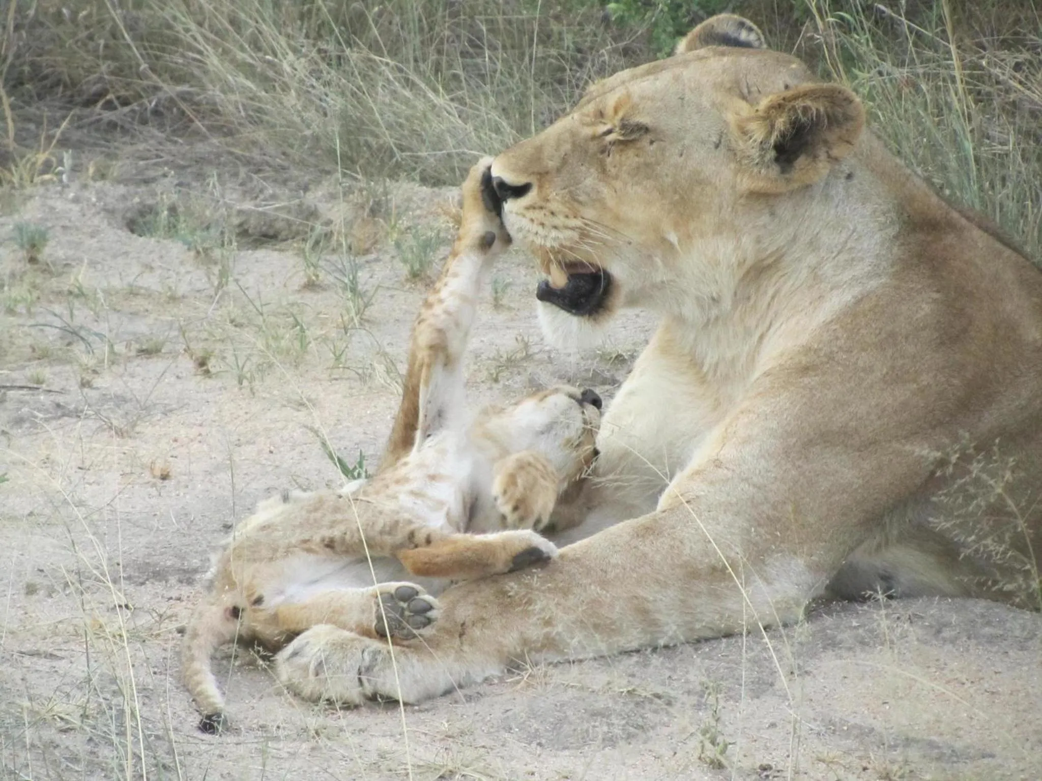 Activities in Sausage Tree Safari Camp