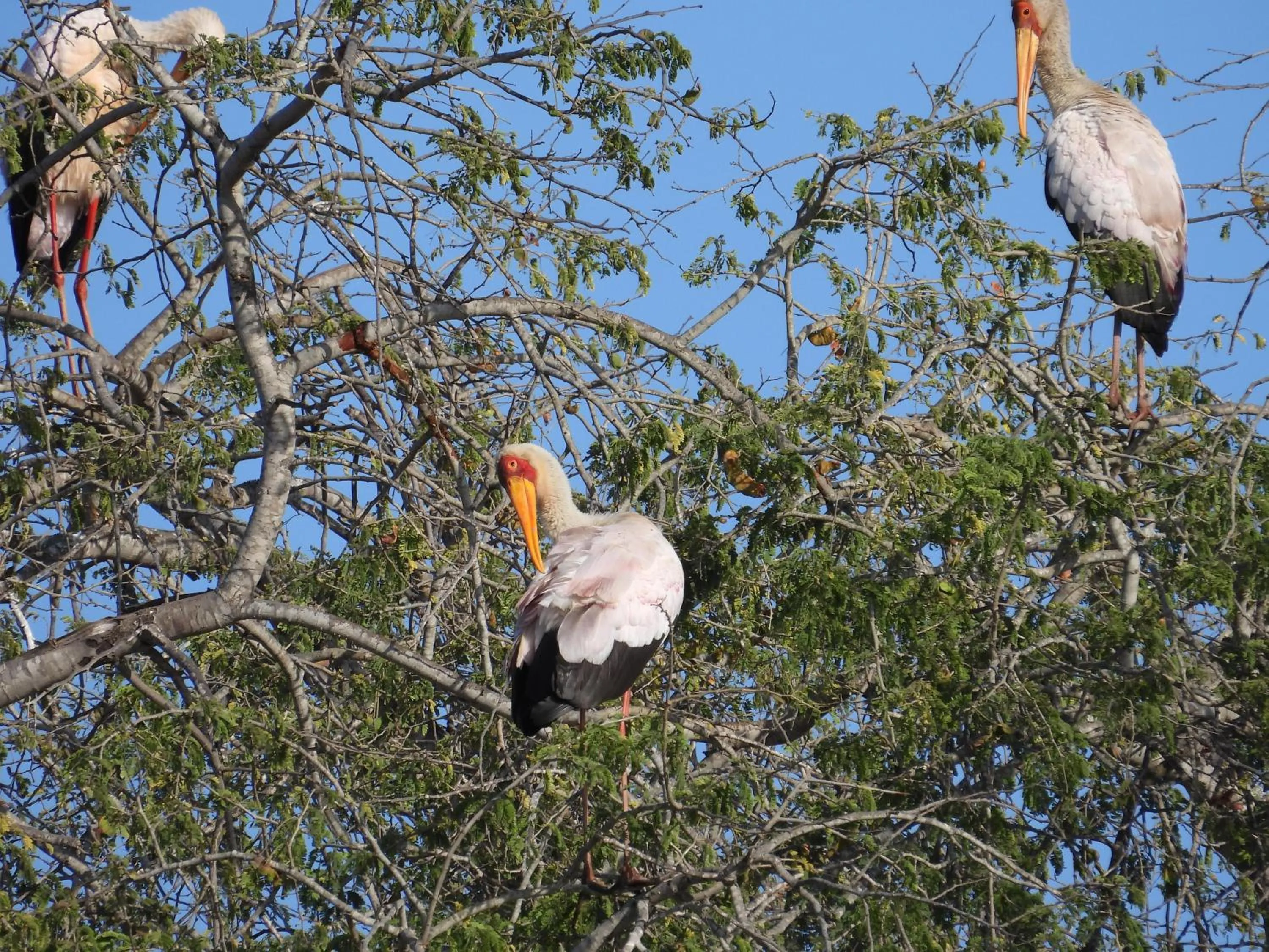Pets in Sausage Tree Safari Camp